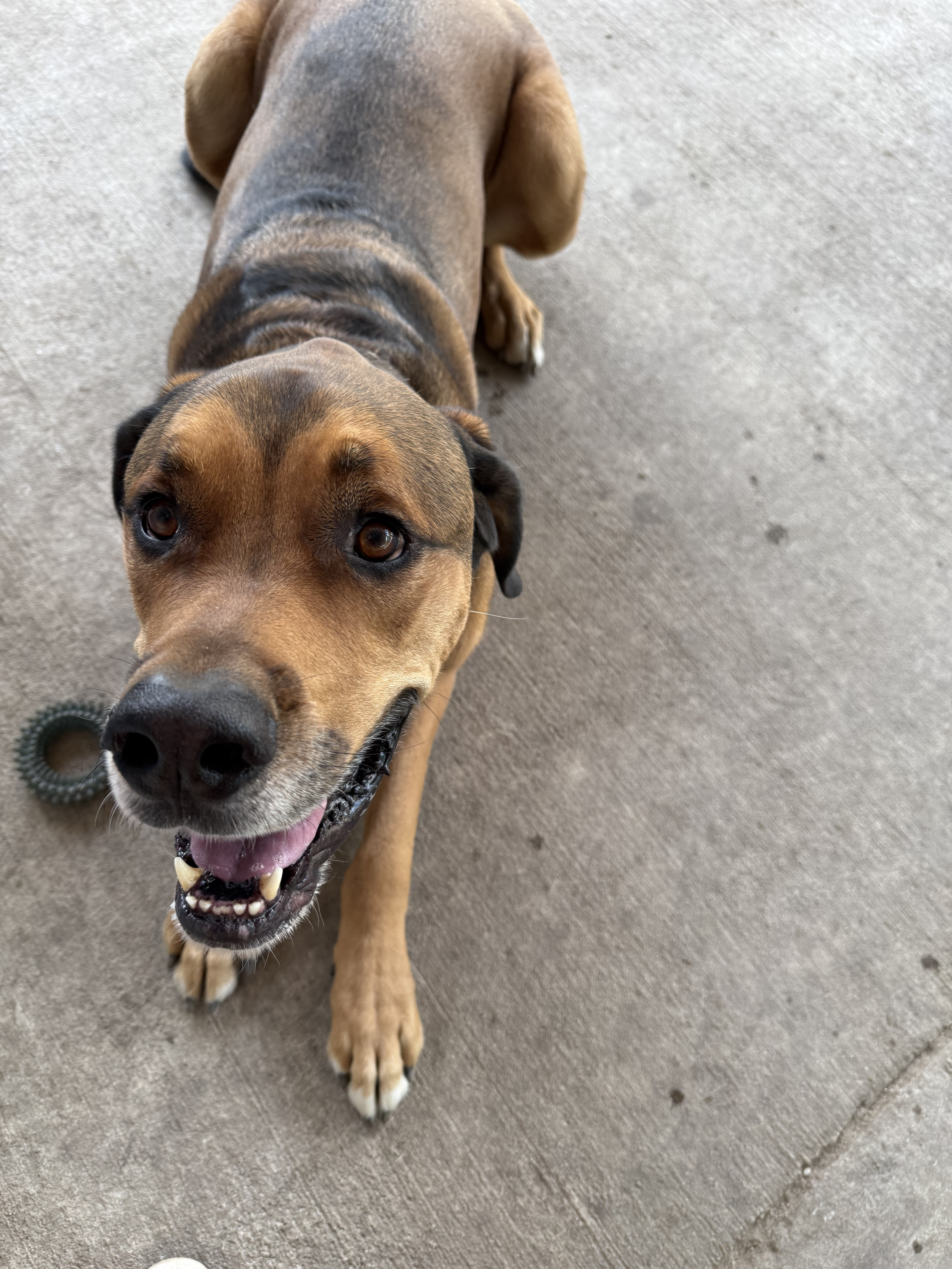 Our big baby Odin