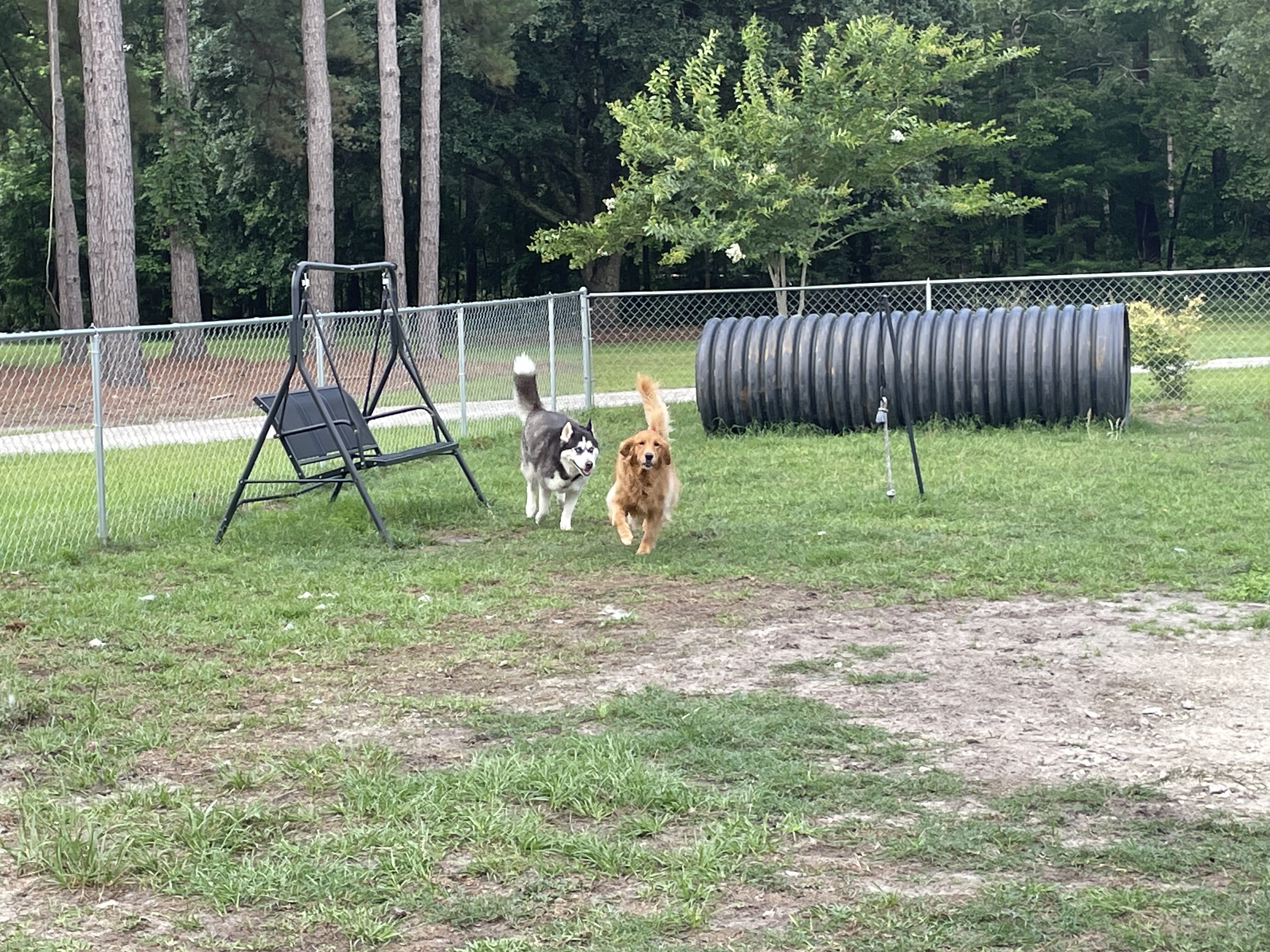 Wanda and Arlo having some play time