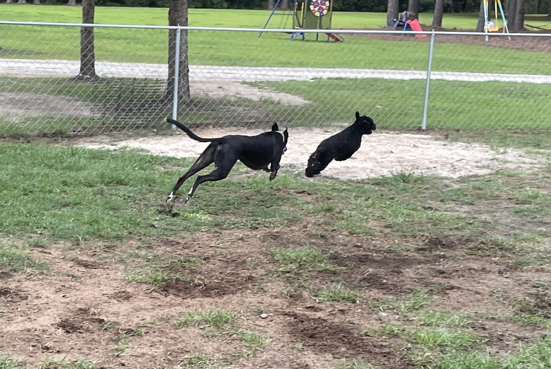 Tess and our Marty letting loose