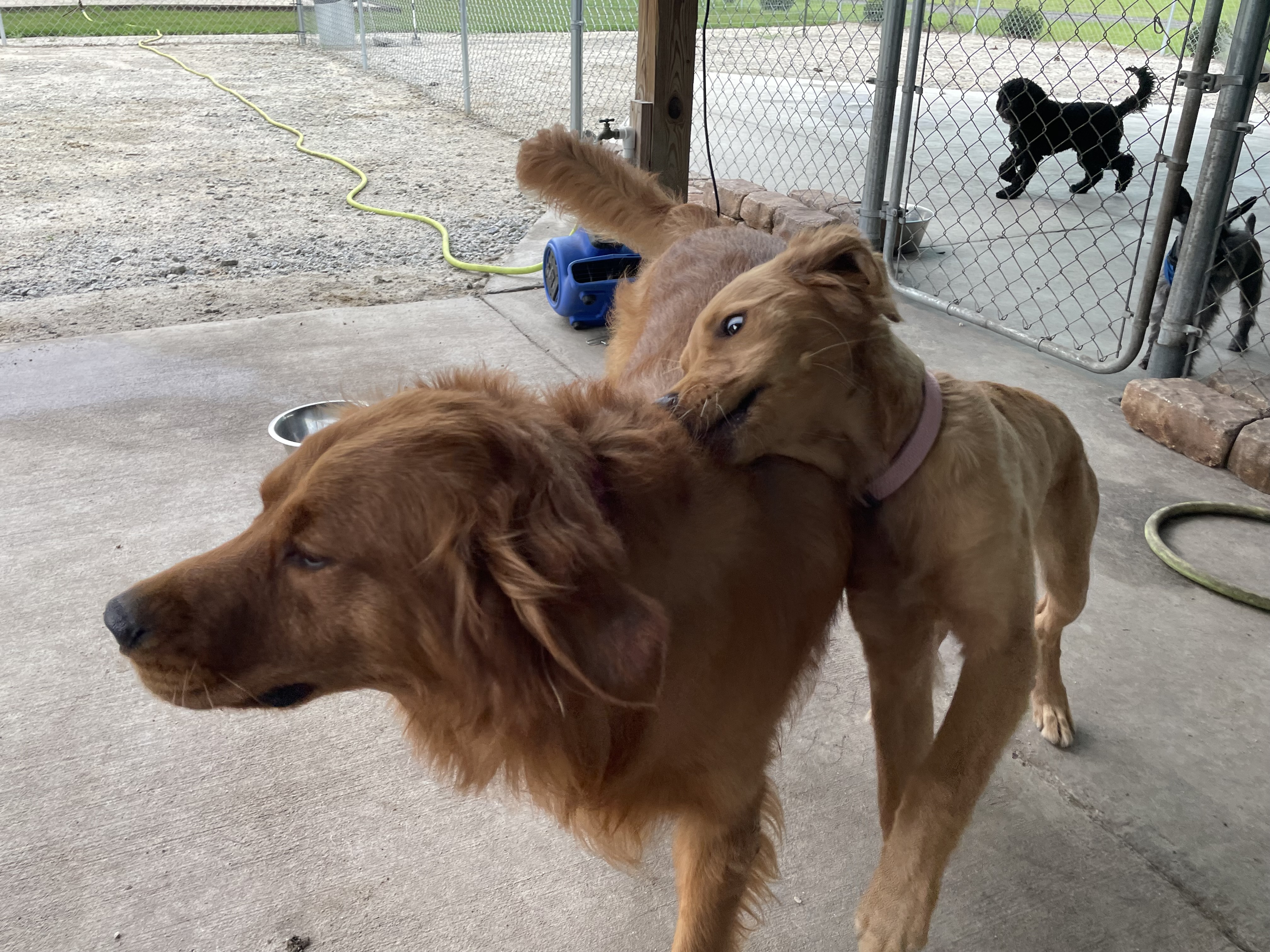 Charlie and Marley having some daddy daughter time