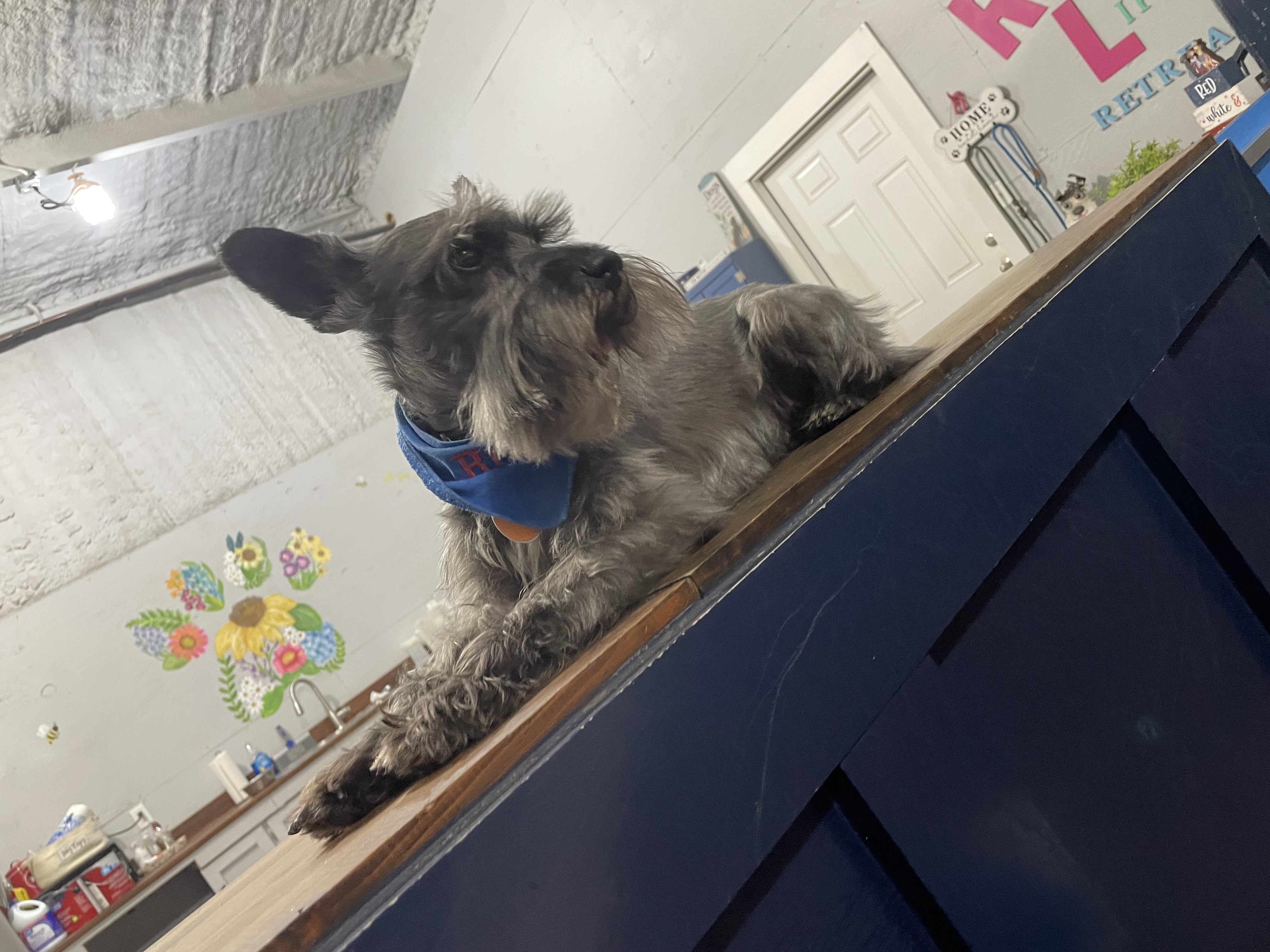 Rocko keeping an eye out on things