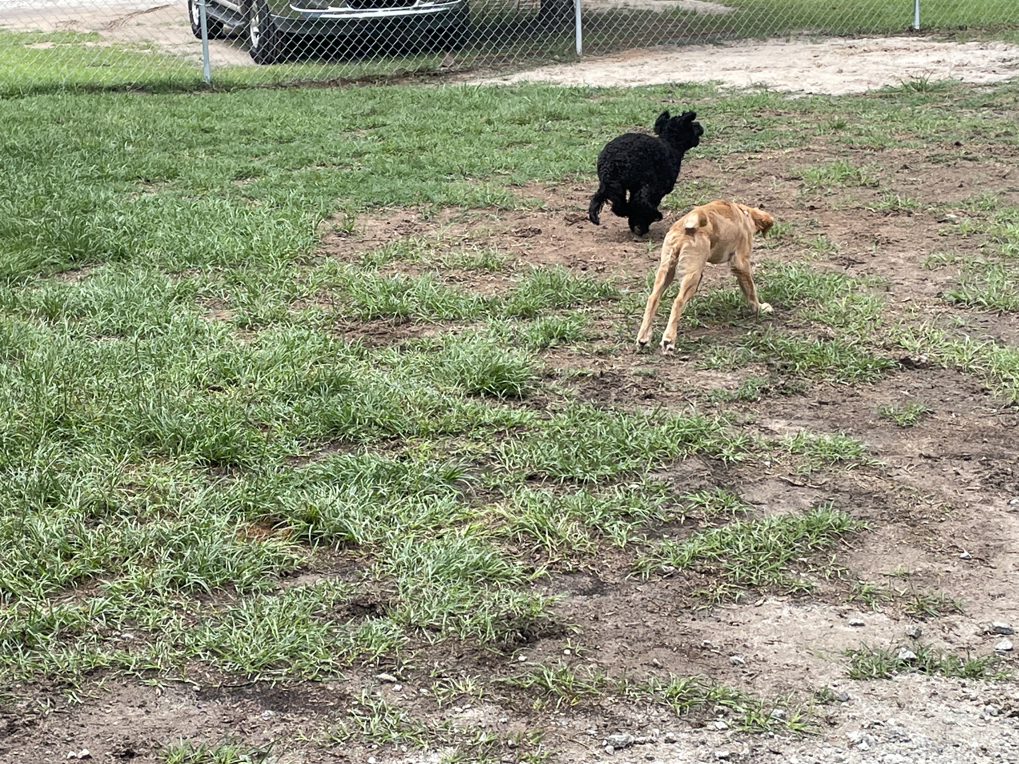 Puppy Time