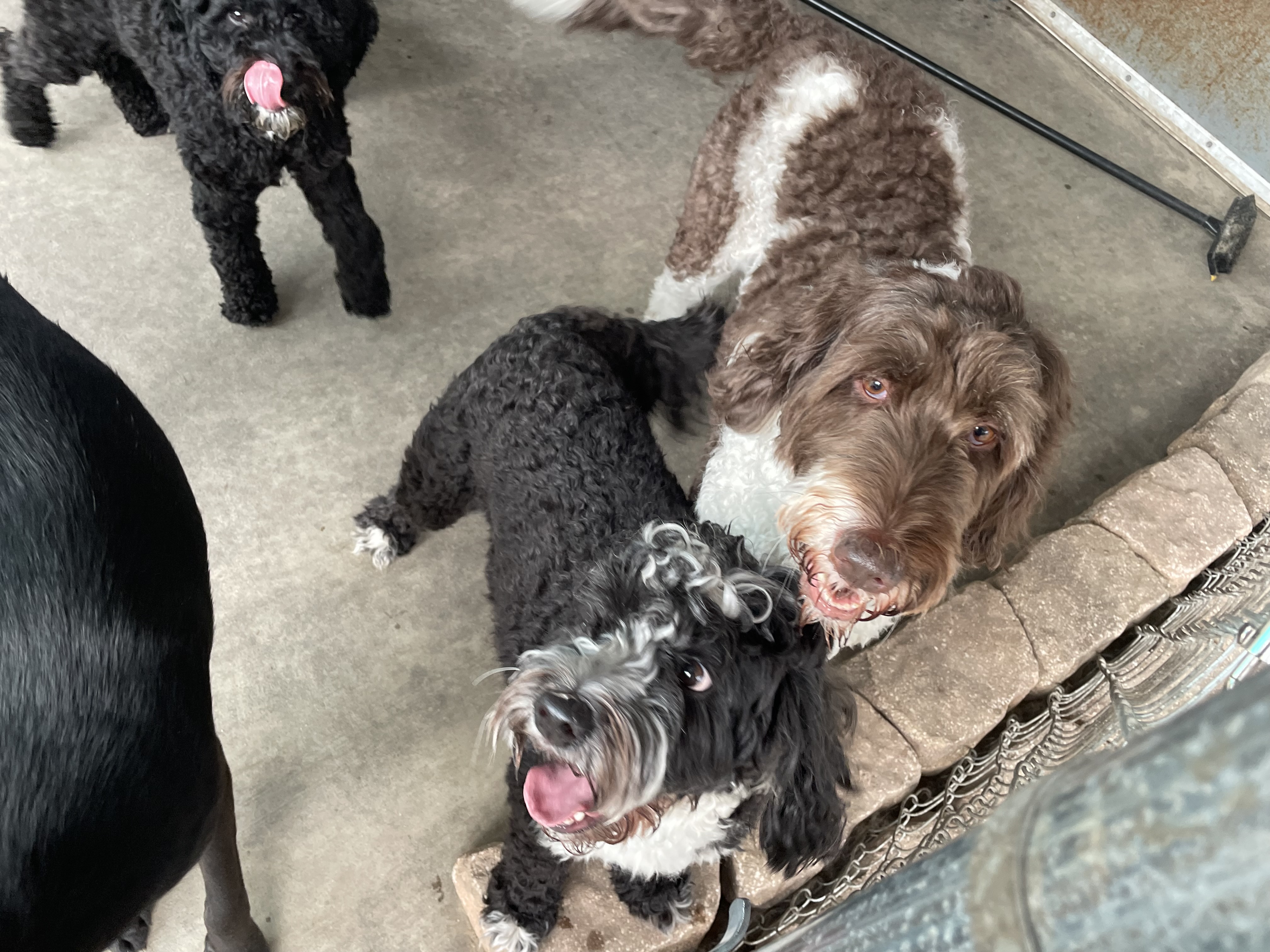 Maisie and Rex with some Marty in the back