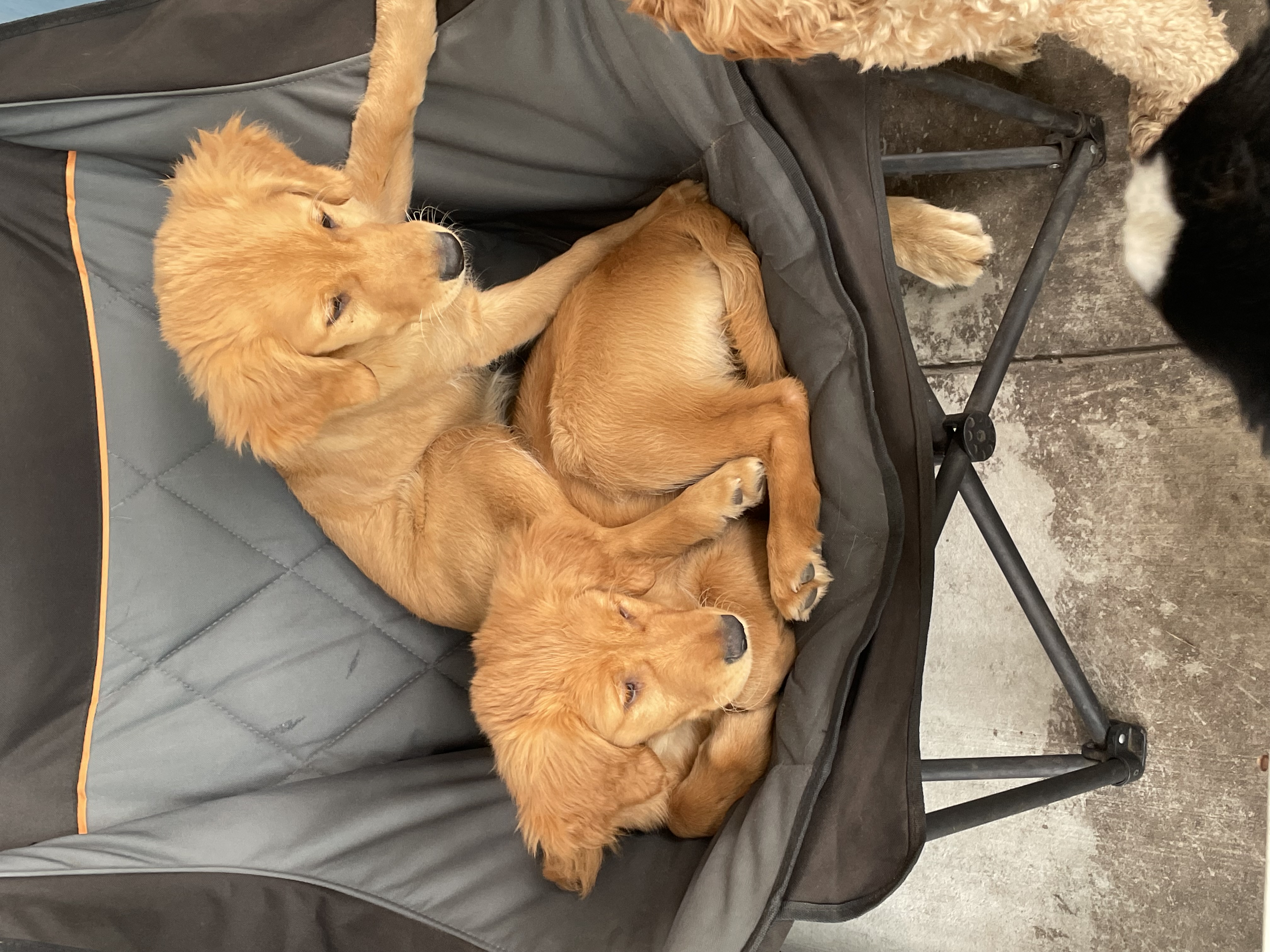 Marley and Lily