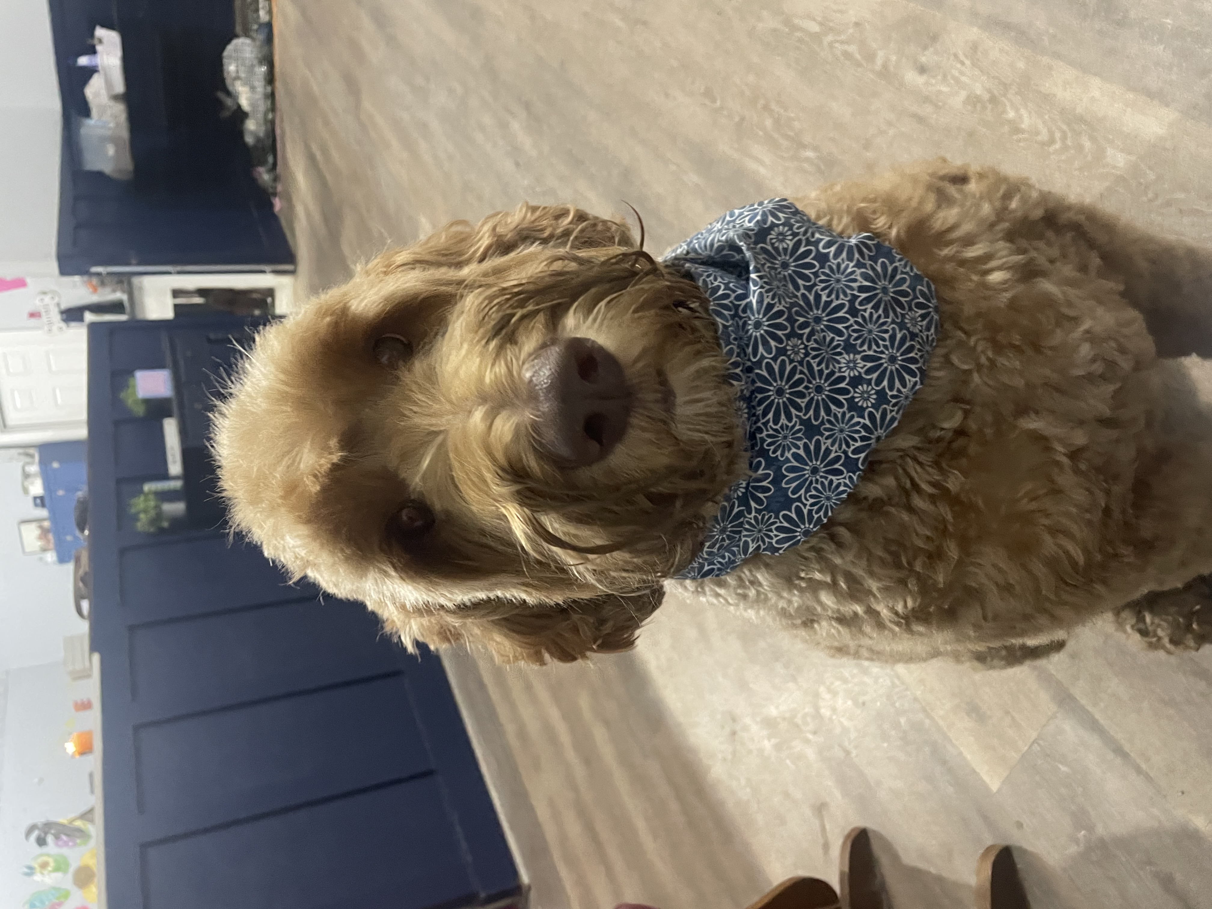 My big guy cooper