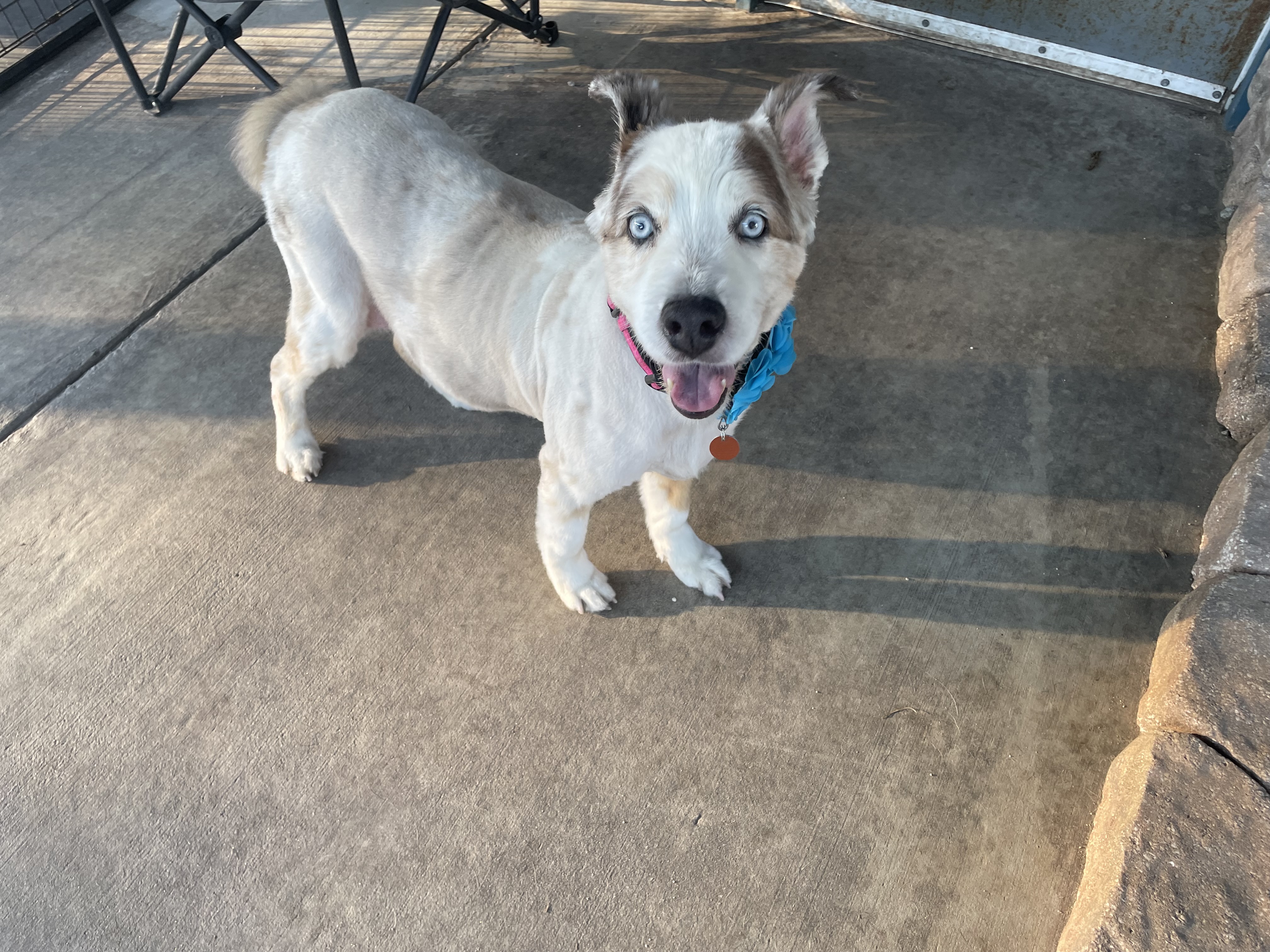 Sweet Molly