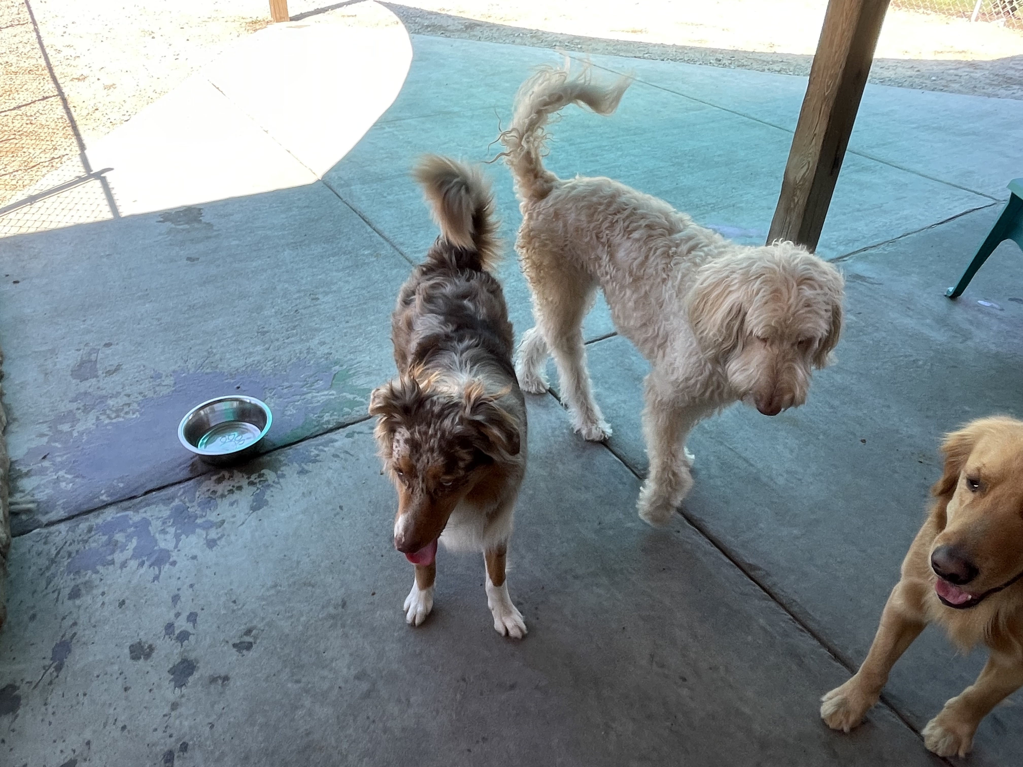Harper and Ranger