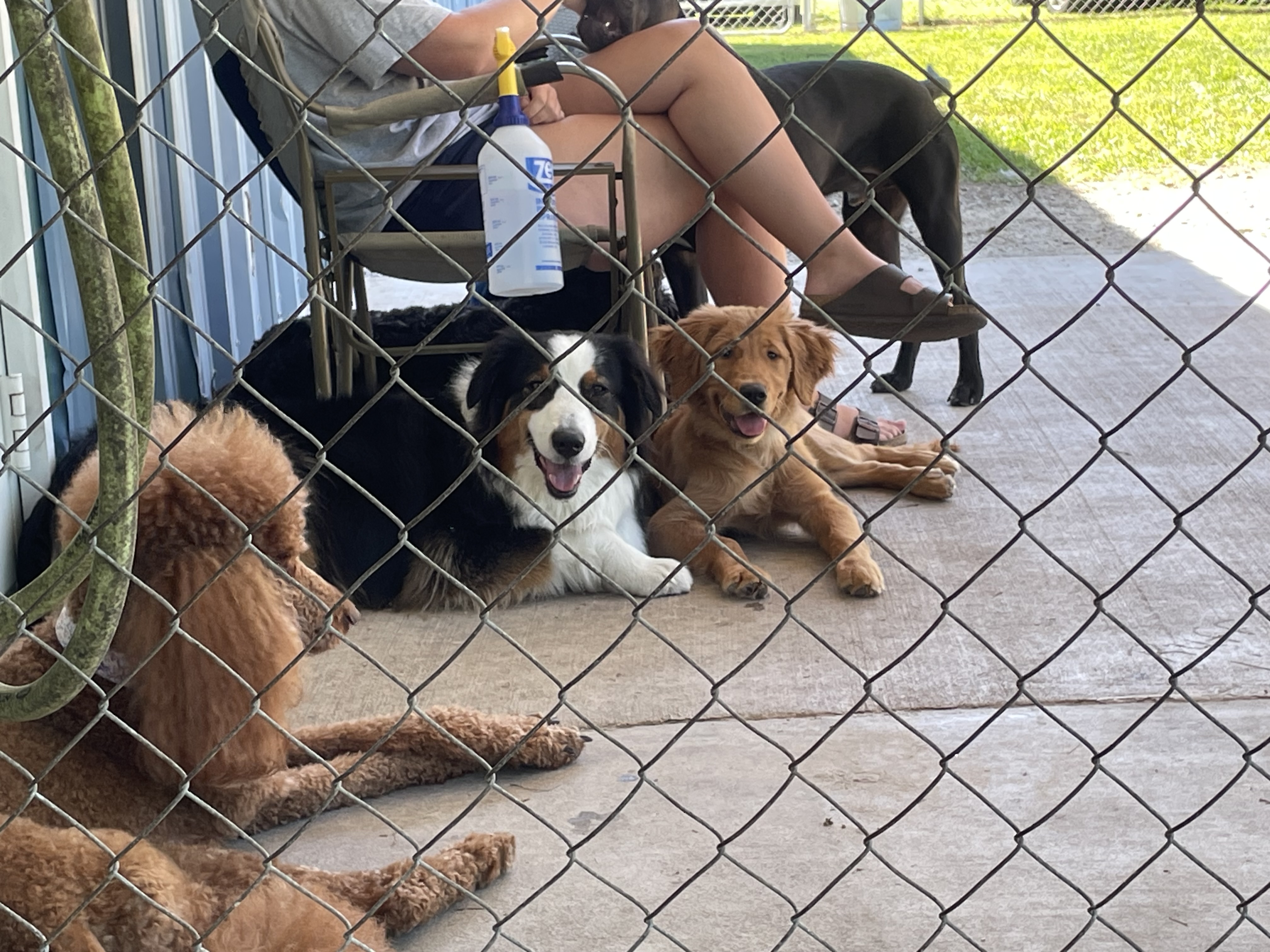 Lily, Maisie and Lola