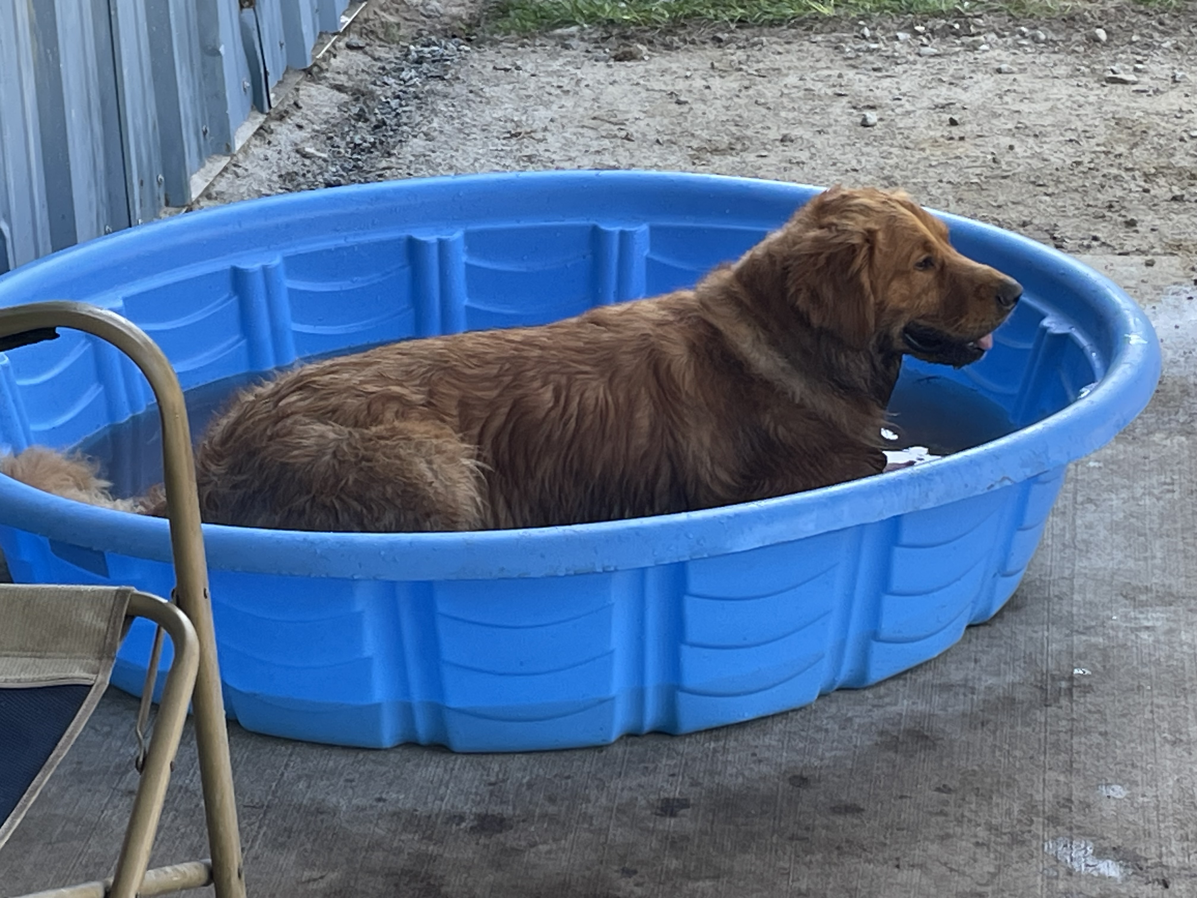 Charlie hogging the pool