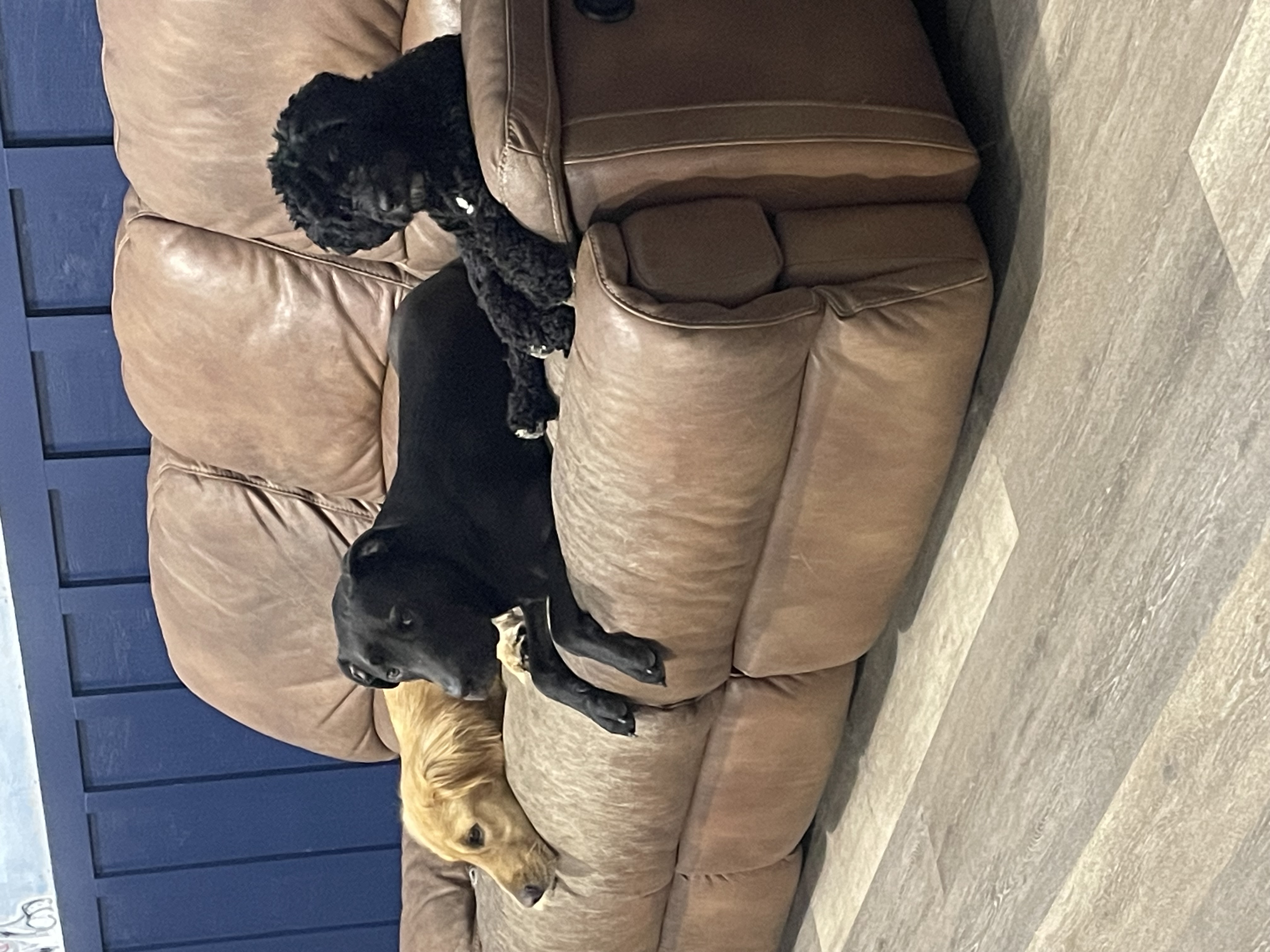 The boys