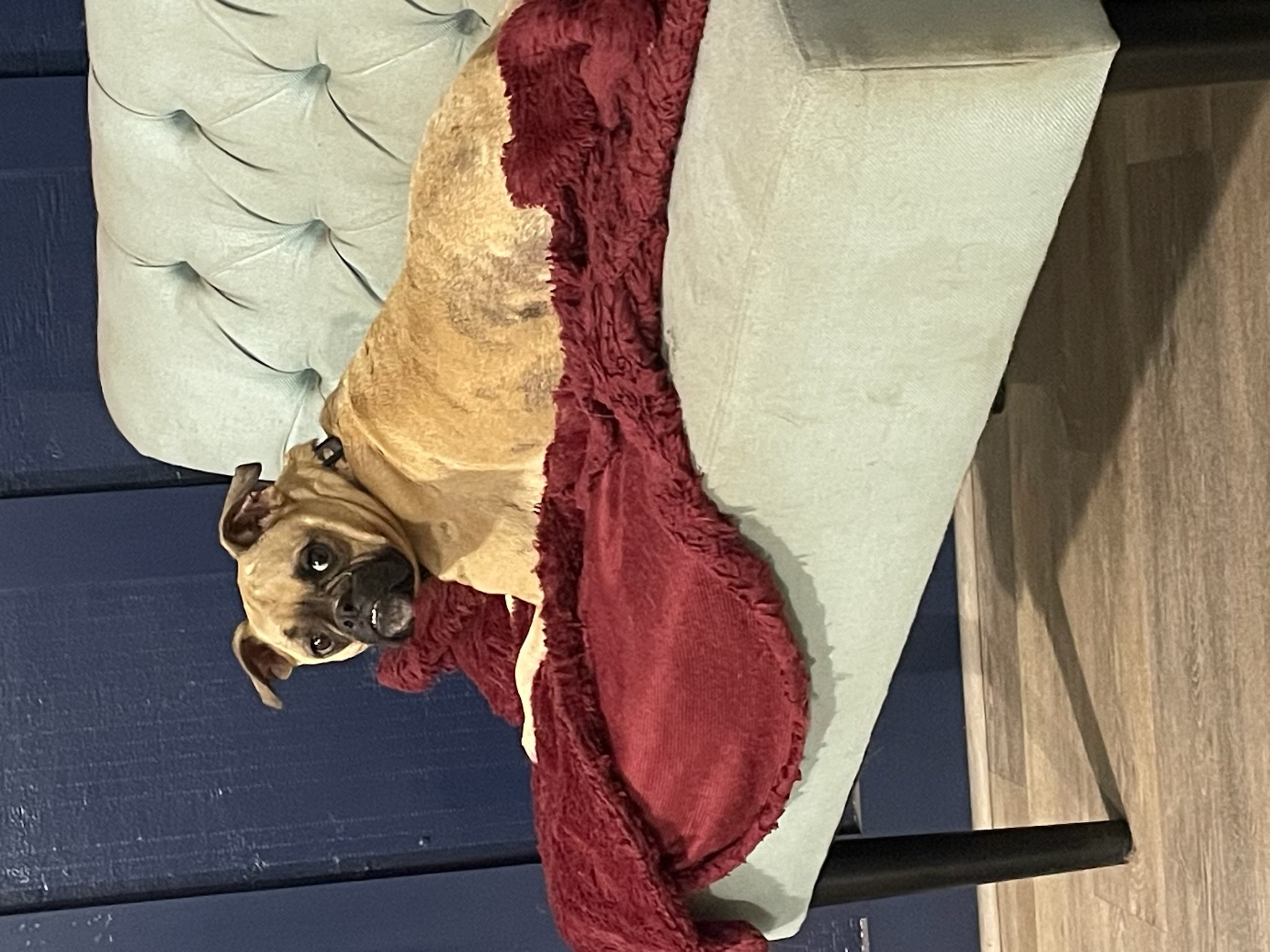 Miss millie
