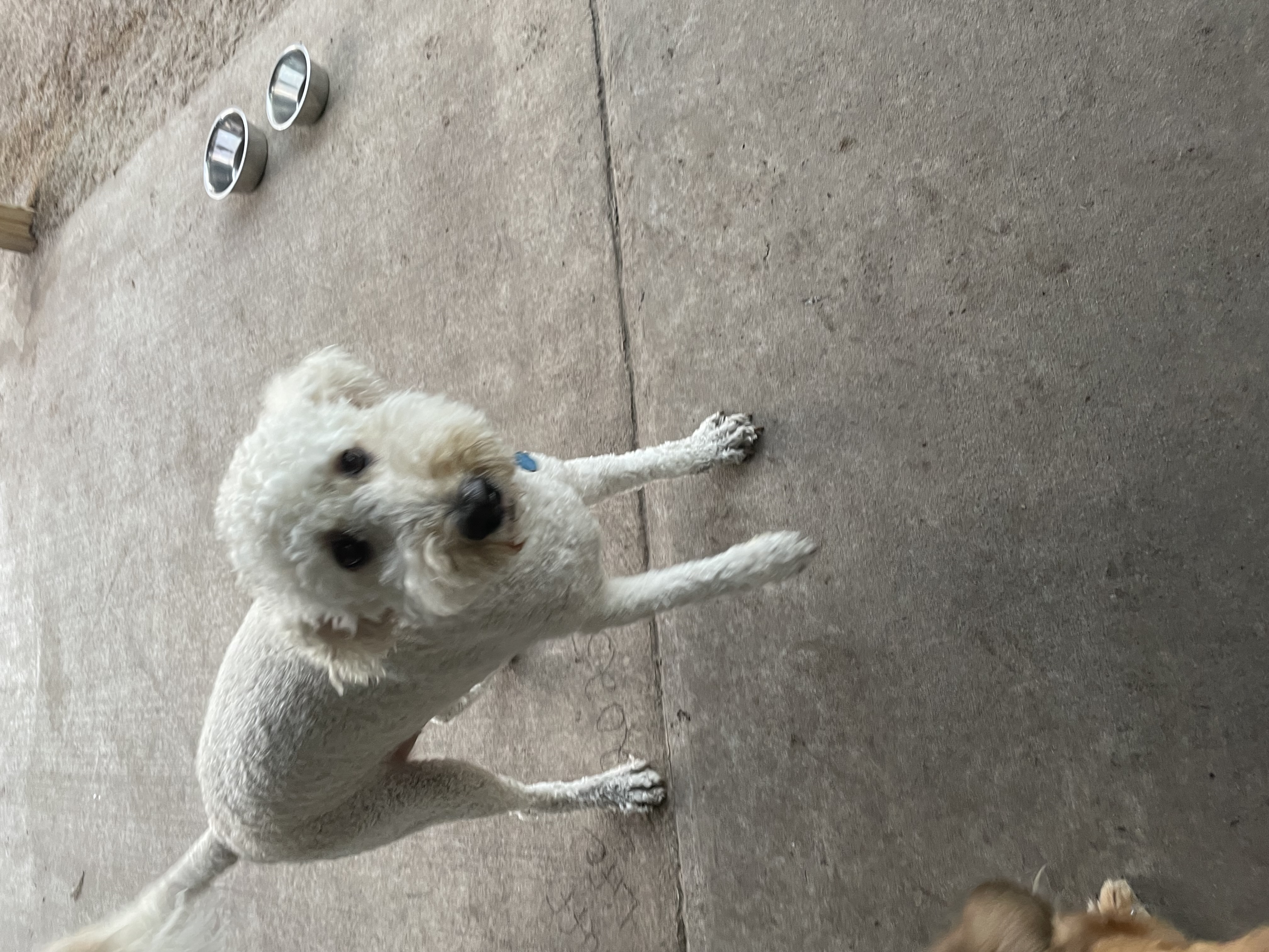 Louie