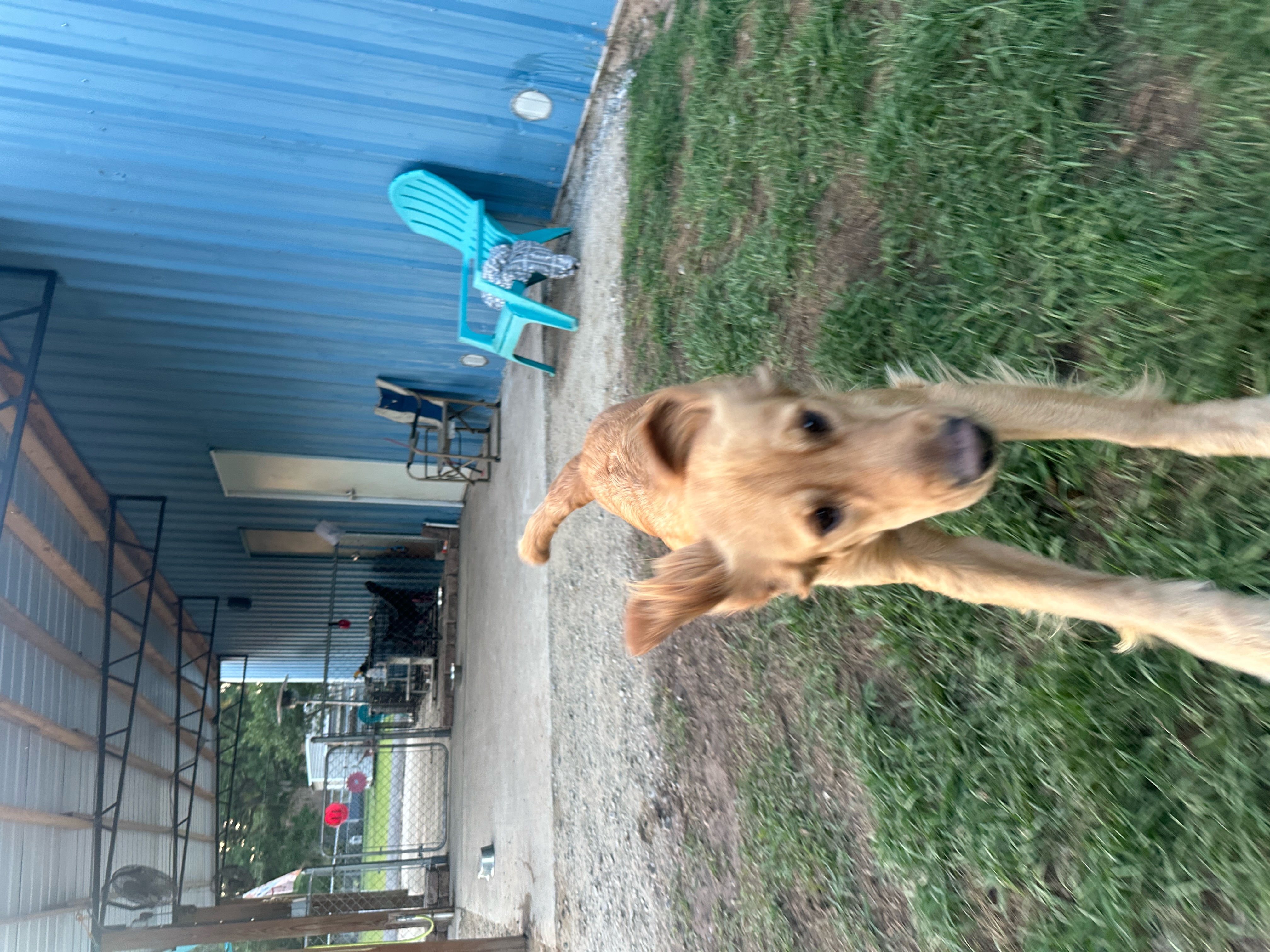 Hank