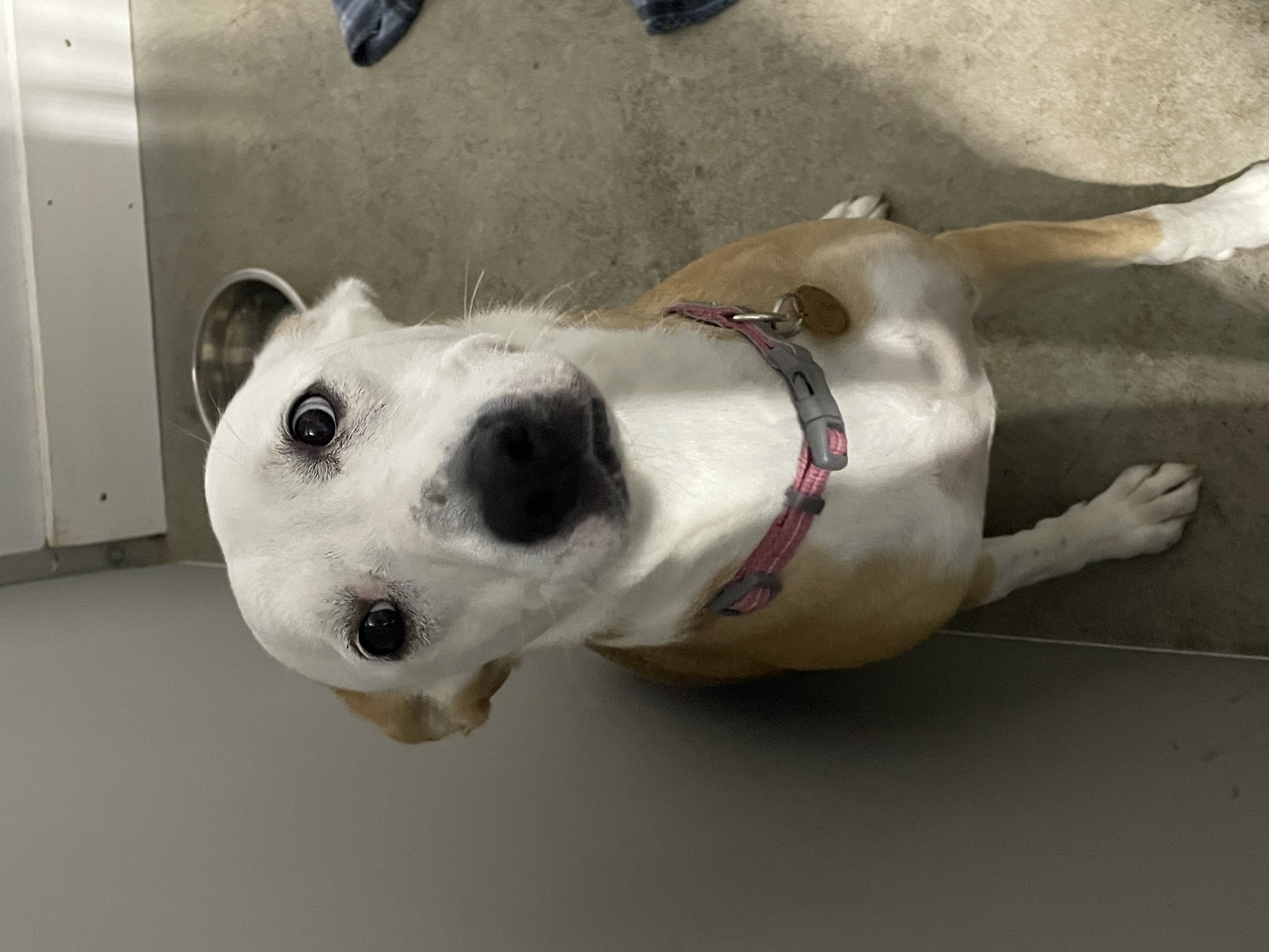 Sweet Sadie