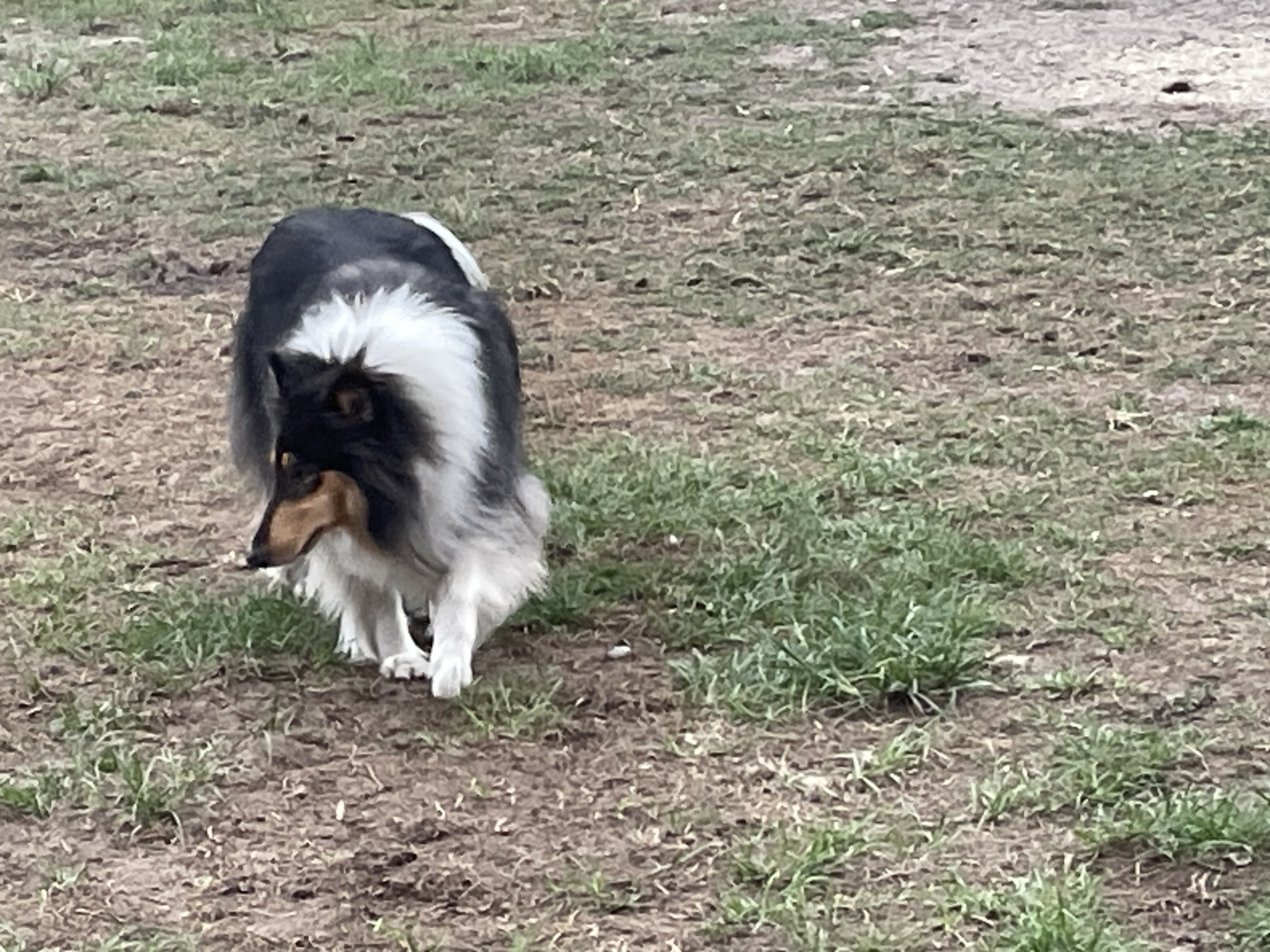 Stella
