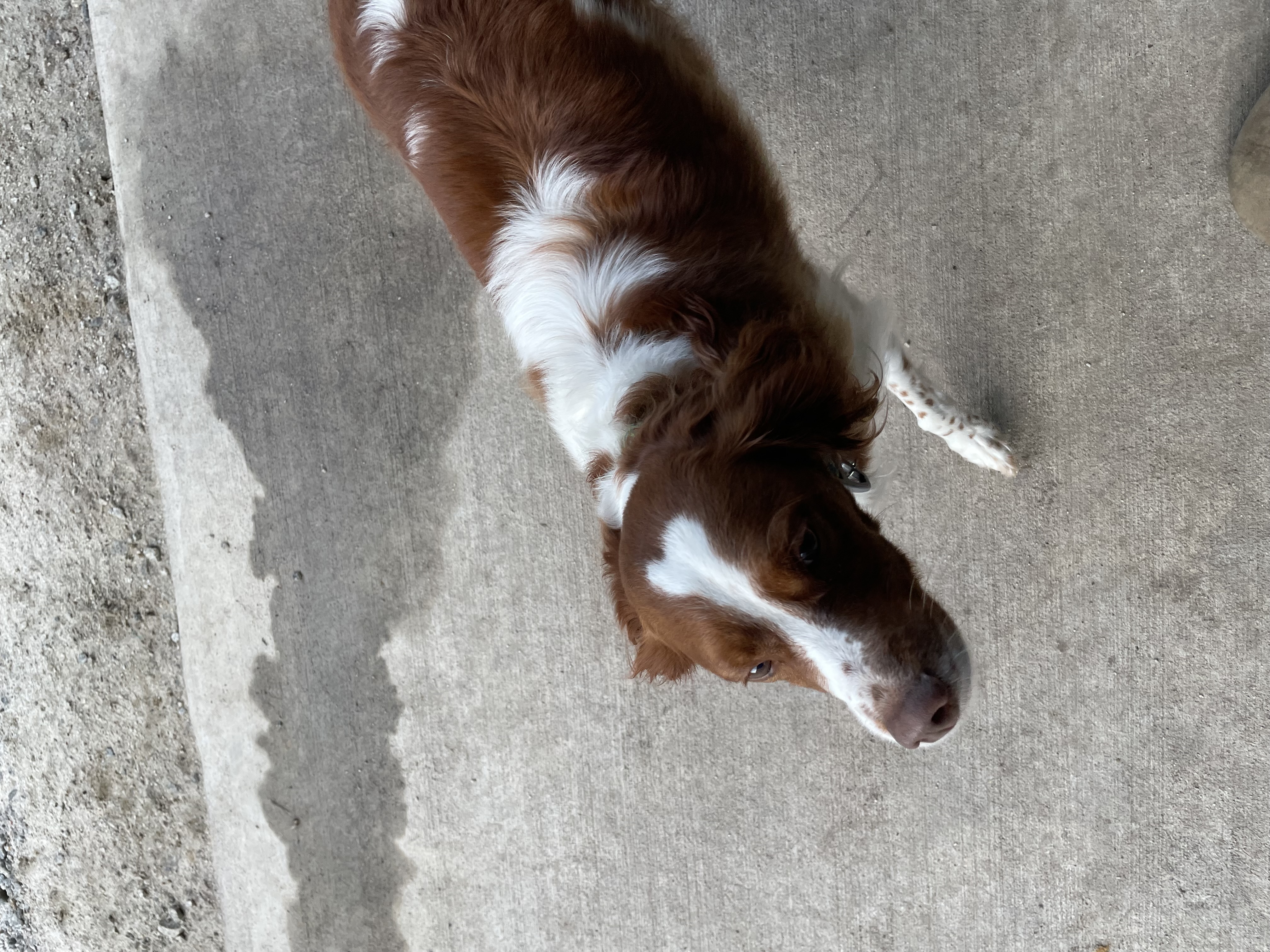Gauge