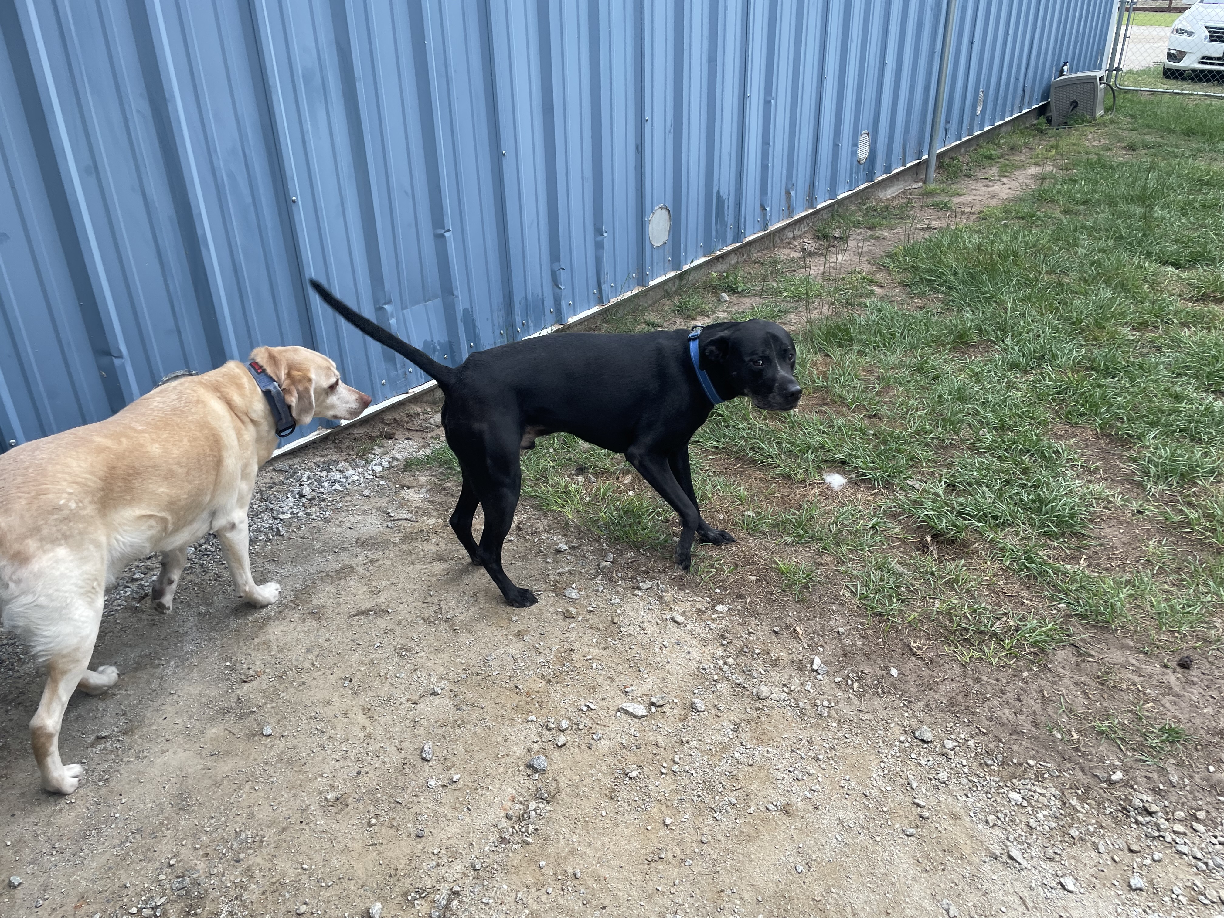 Hank and Otis