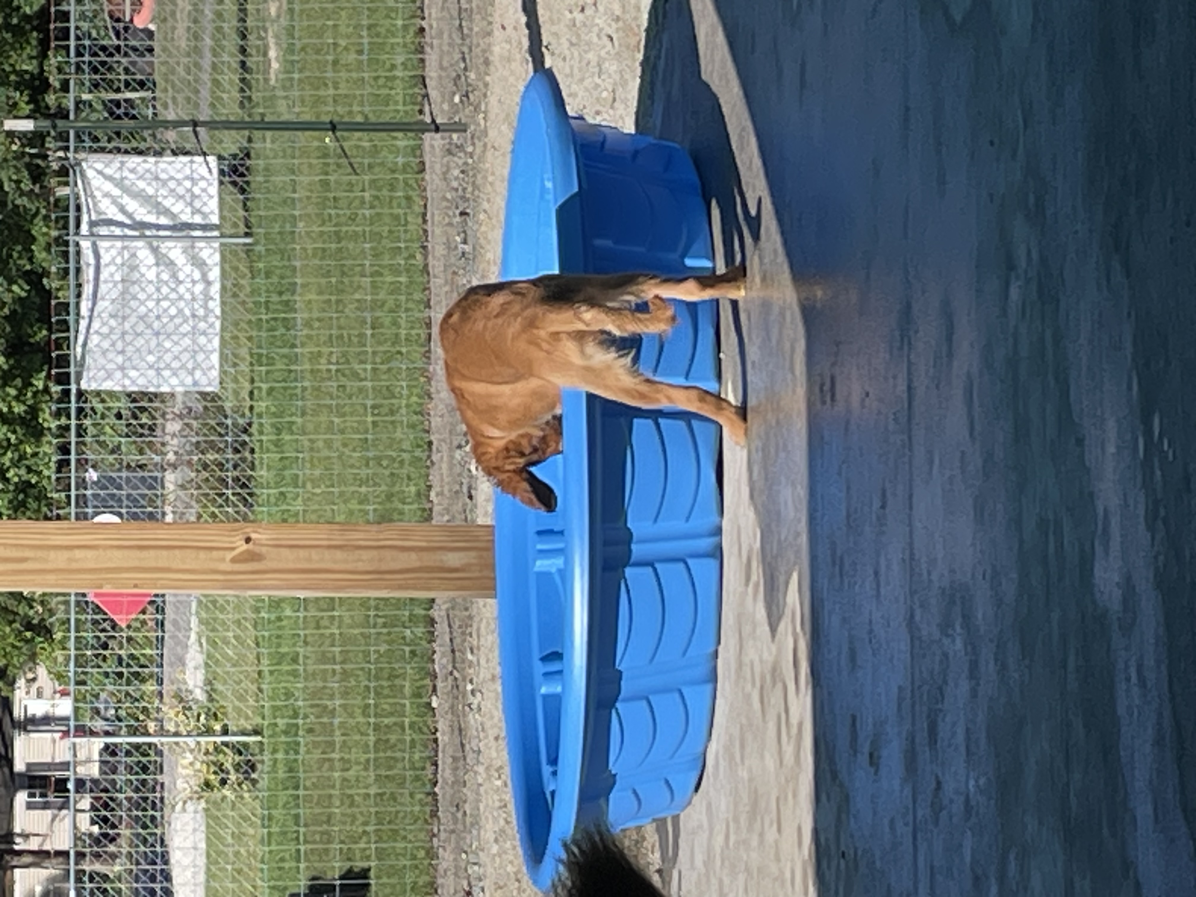 Marley testing the pool water