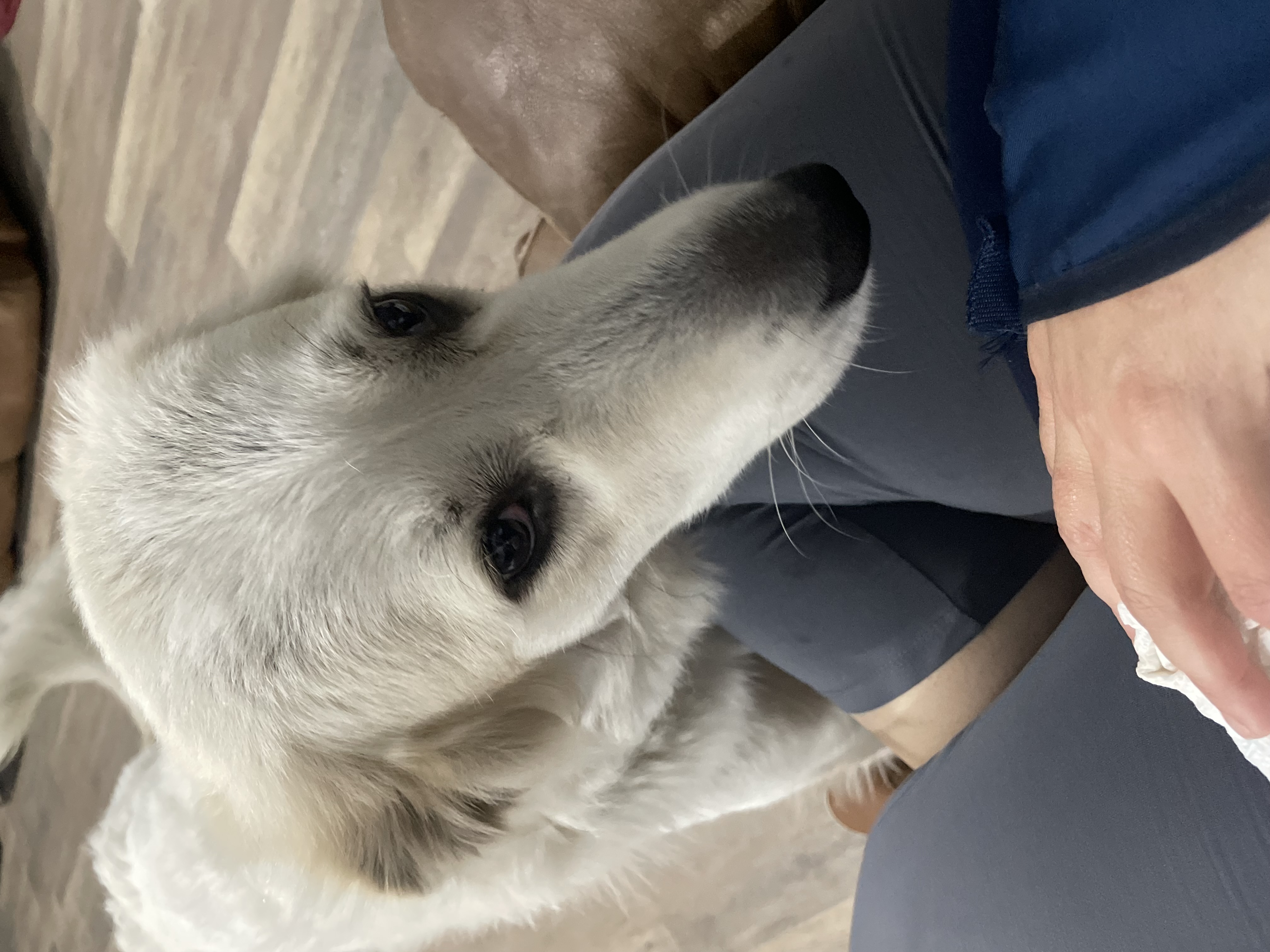 Our very special live in resident (looking for a furever home) Mocha