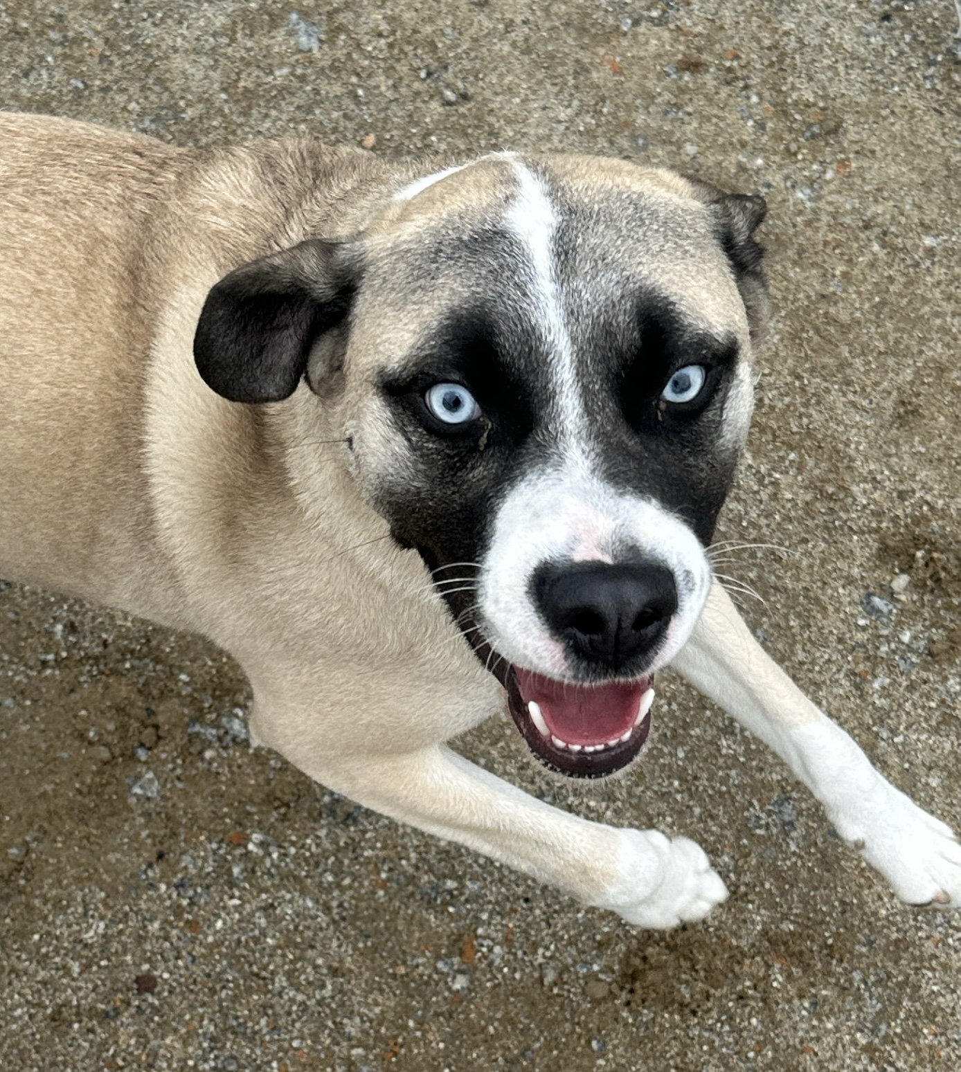 Nash