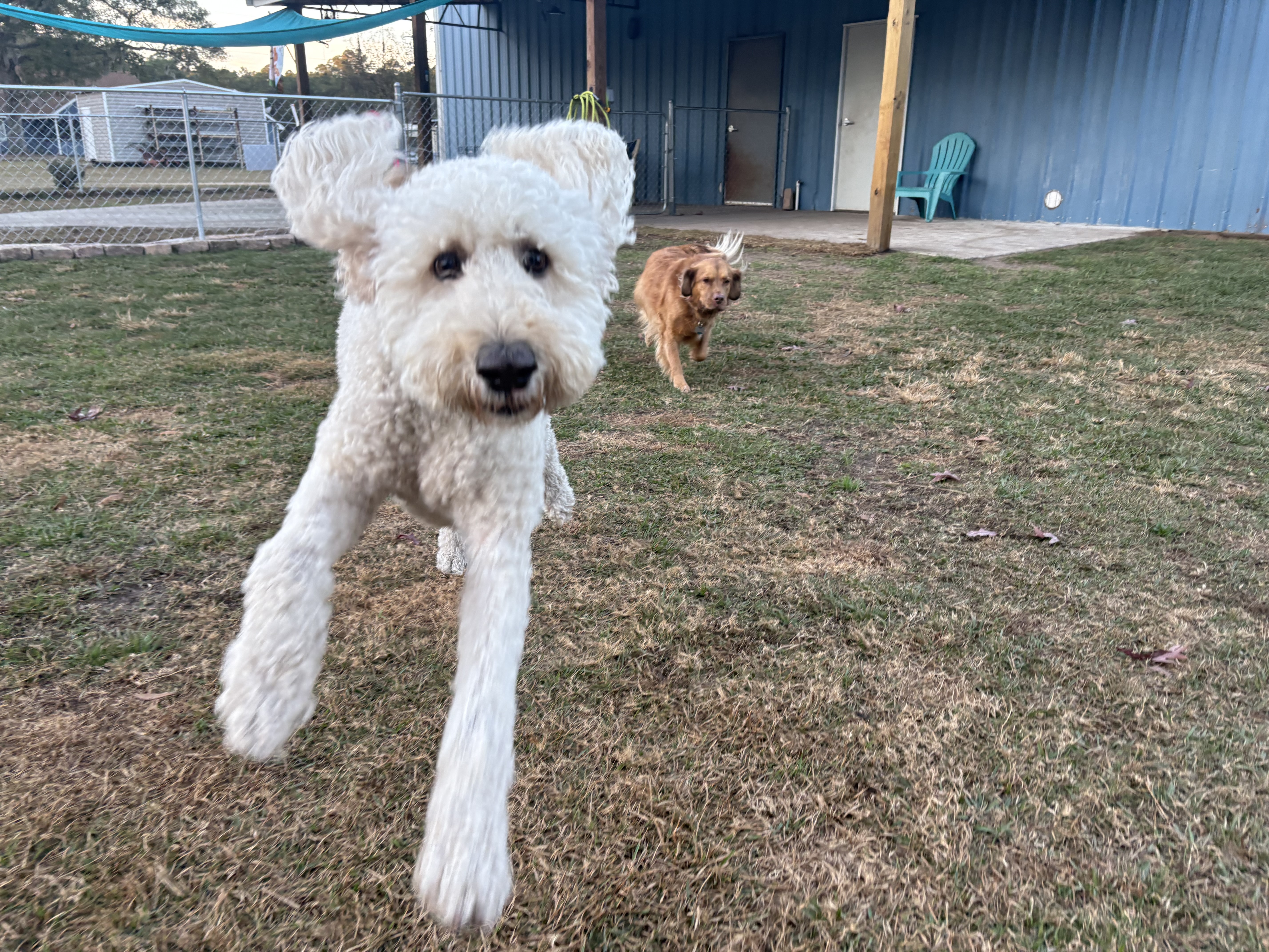 Louis and Dusty