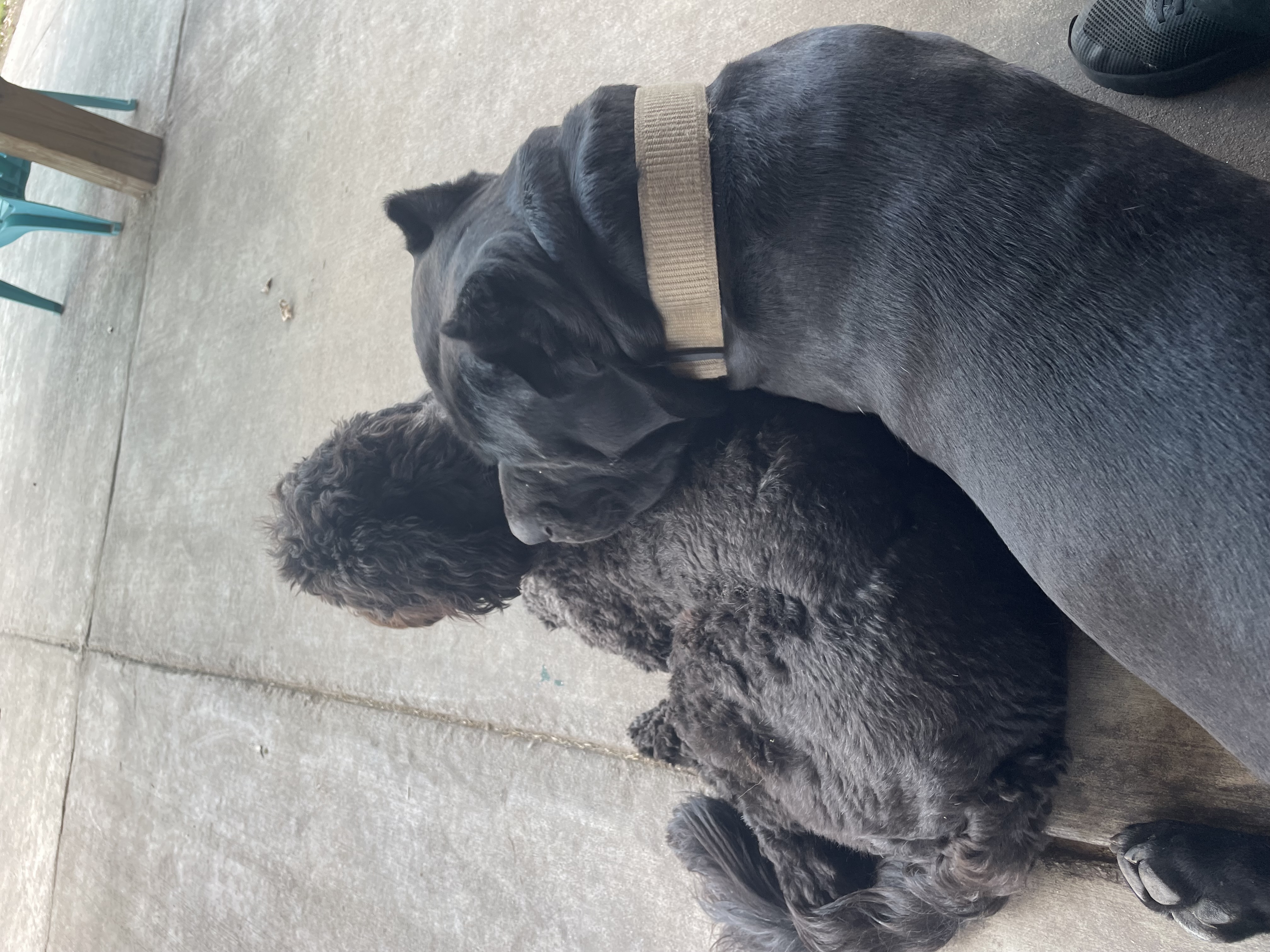 Rest time for Thundarr and Waffles