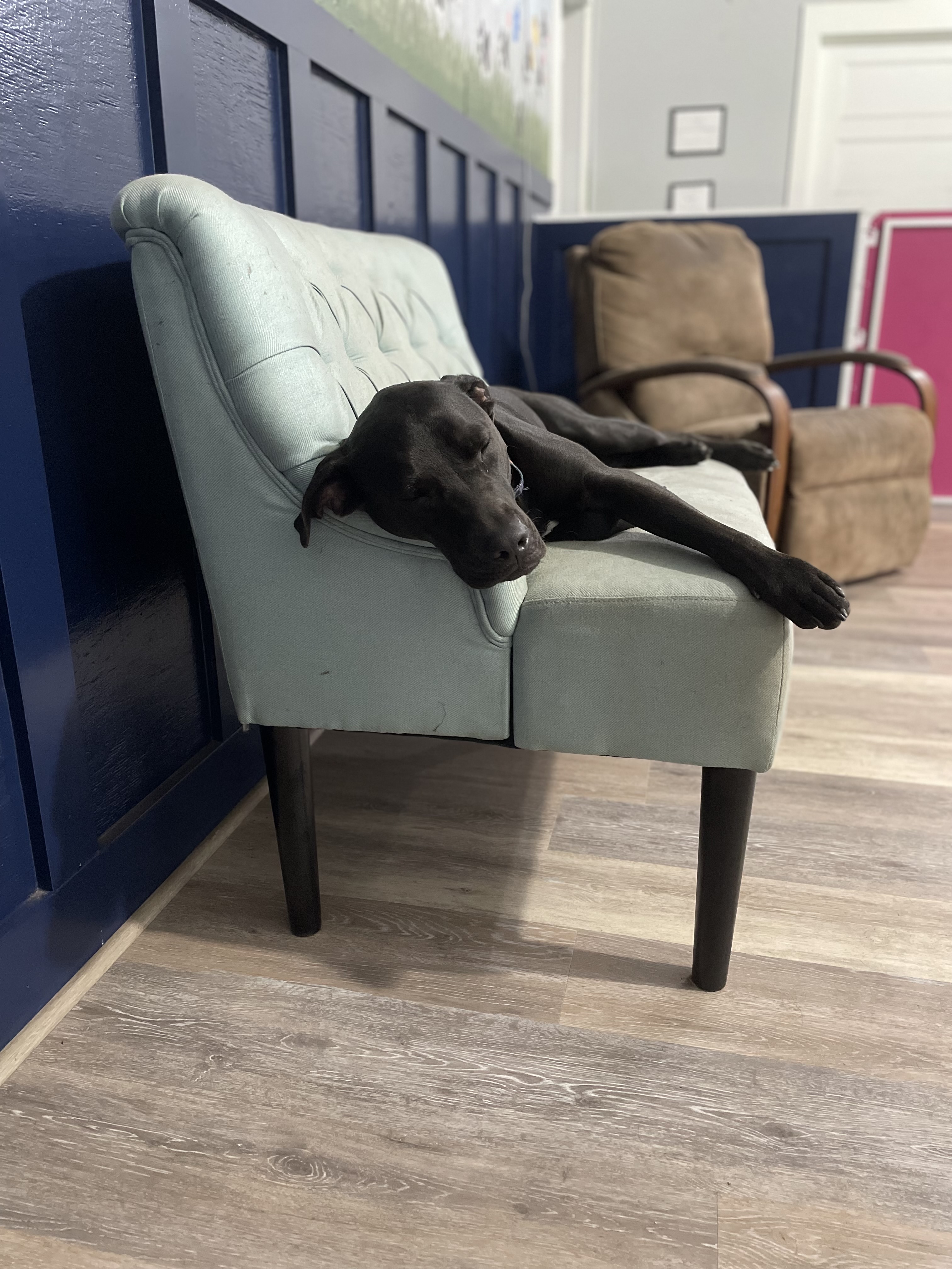 Nap time for Ardie in his favorite spot
