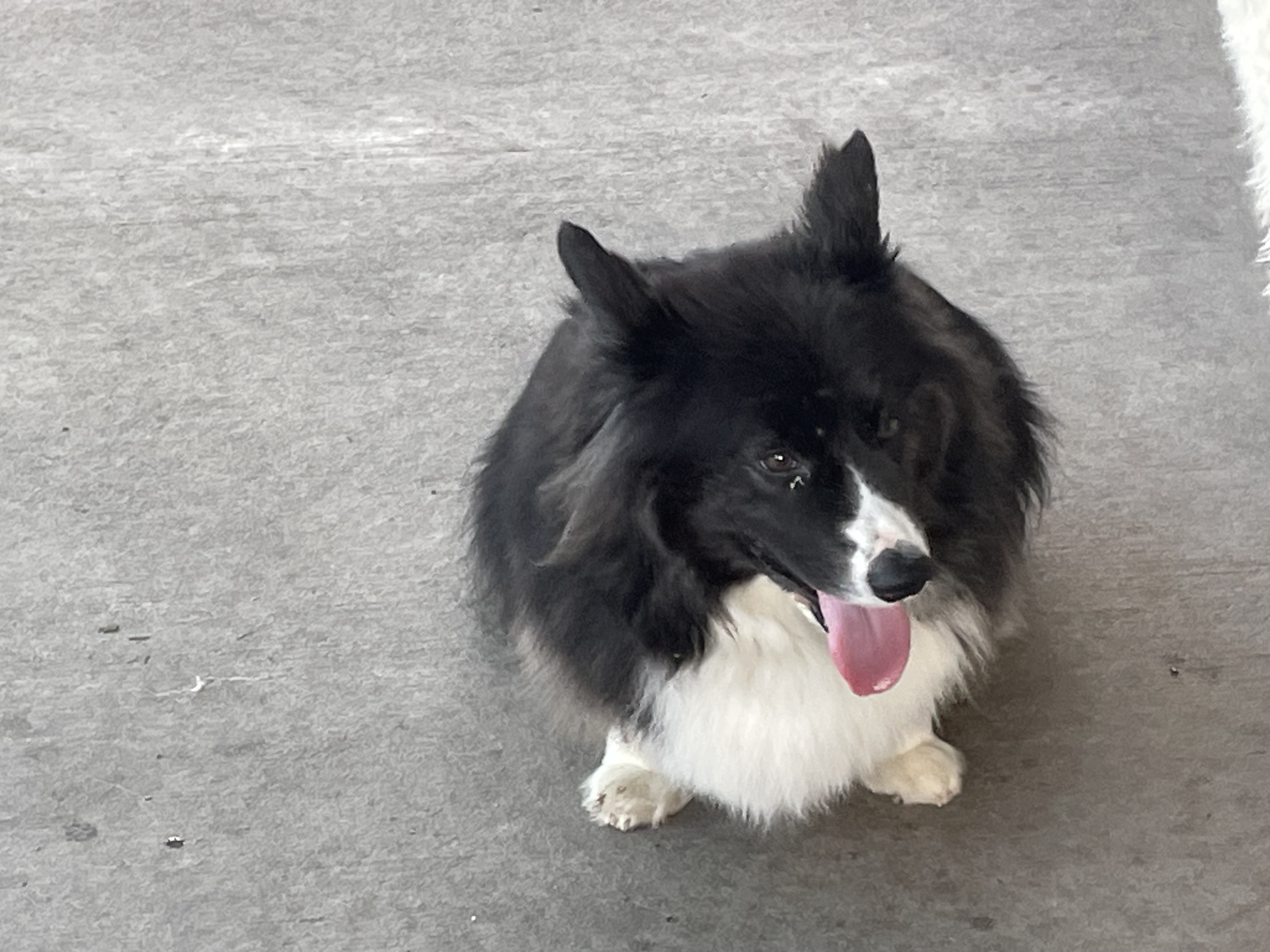 Oso