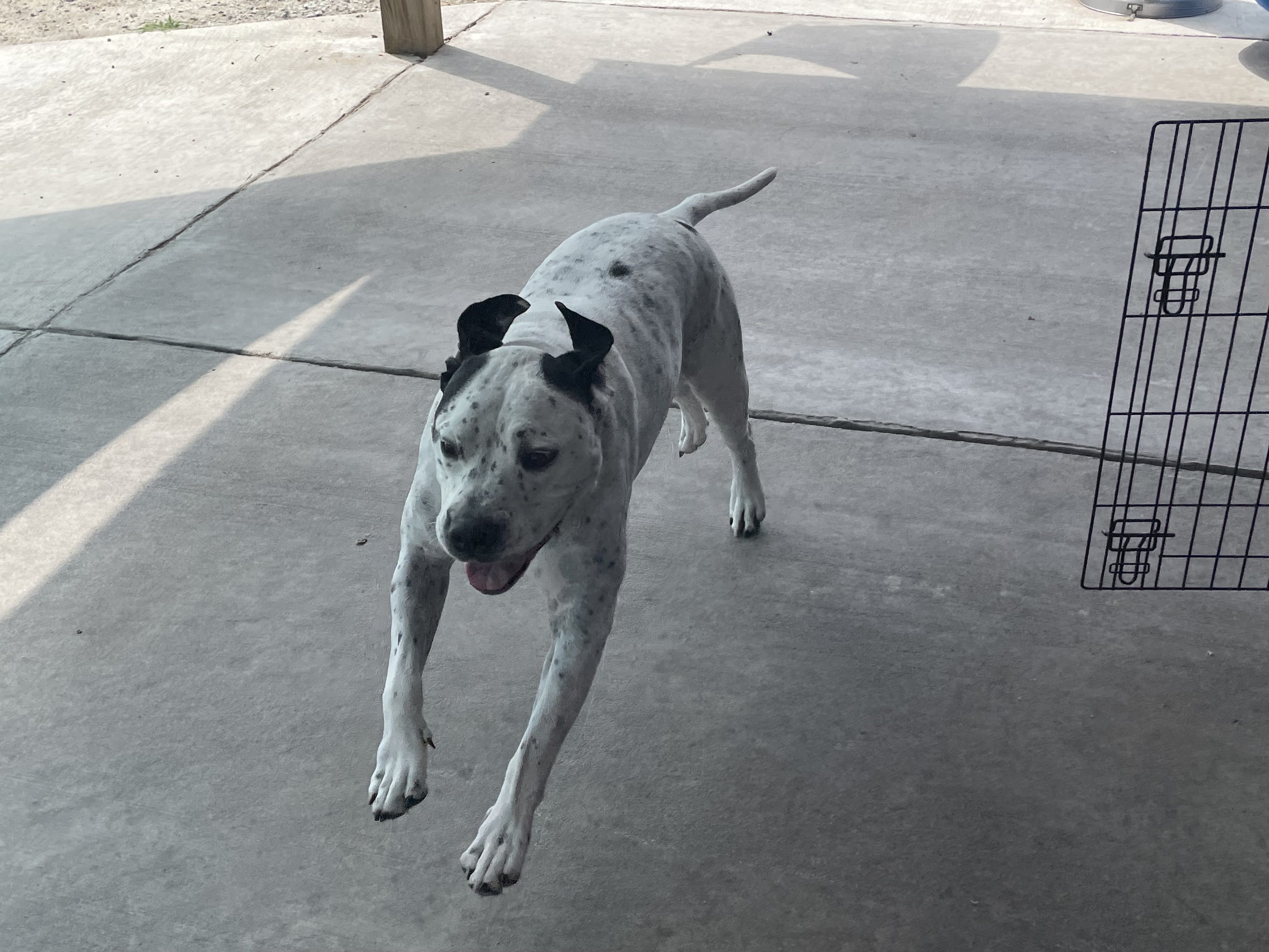 Roscoe