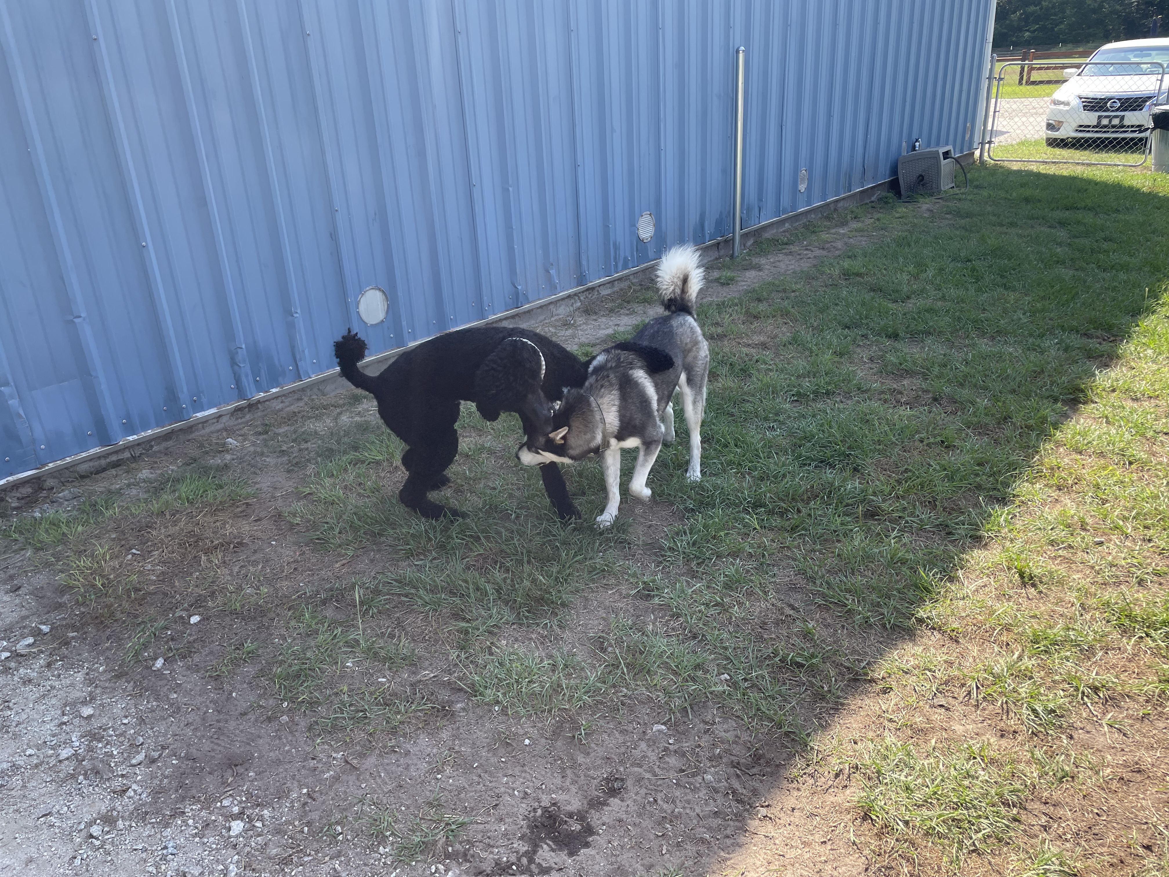 Duke and Monty