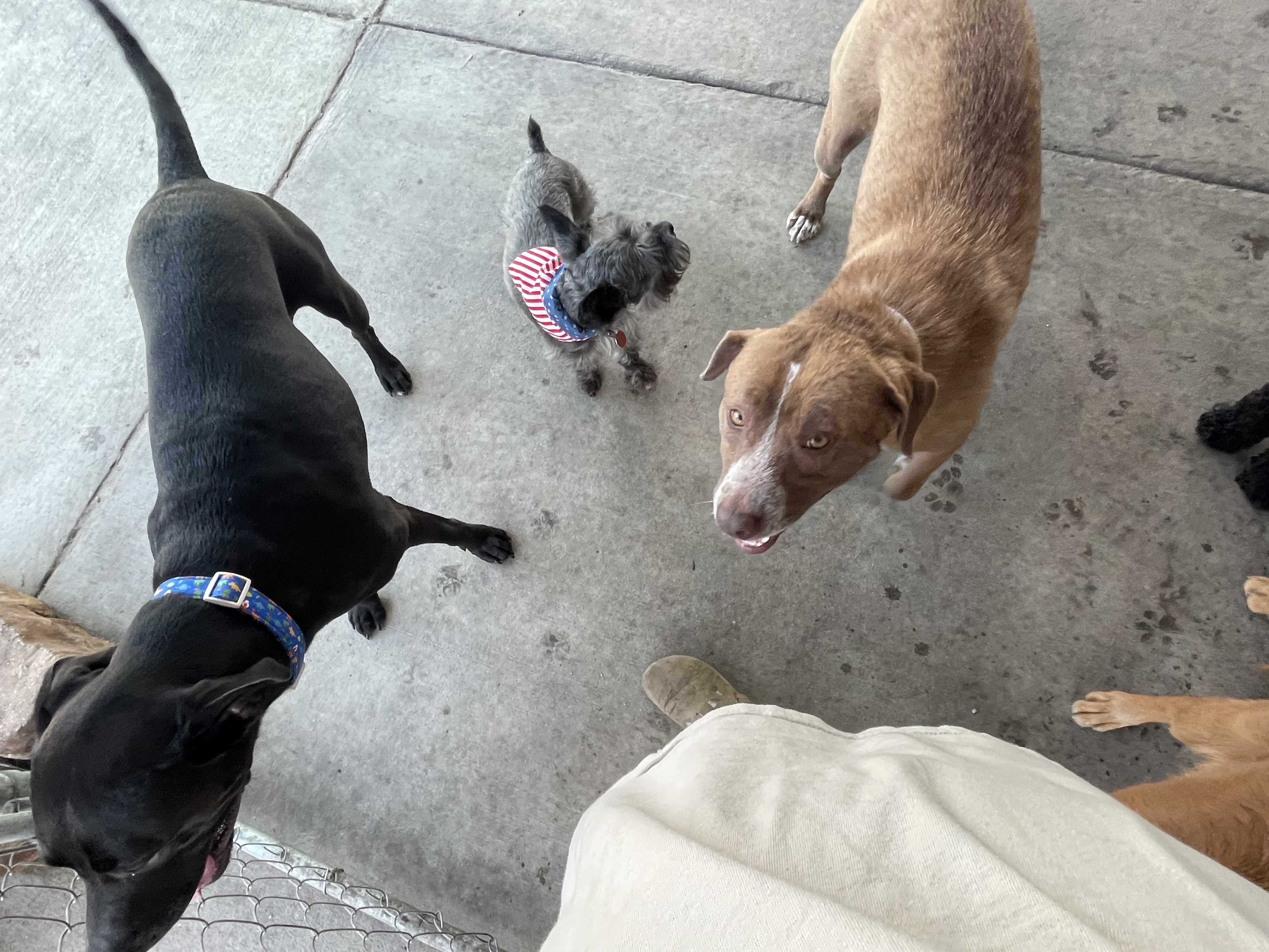 Ardie, Zoey and Rocko