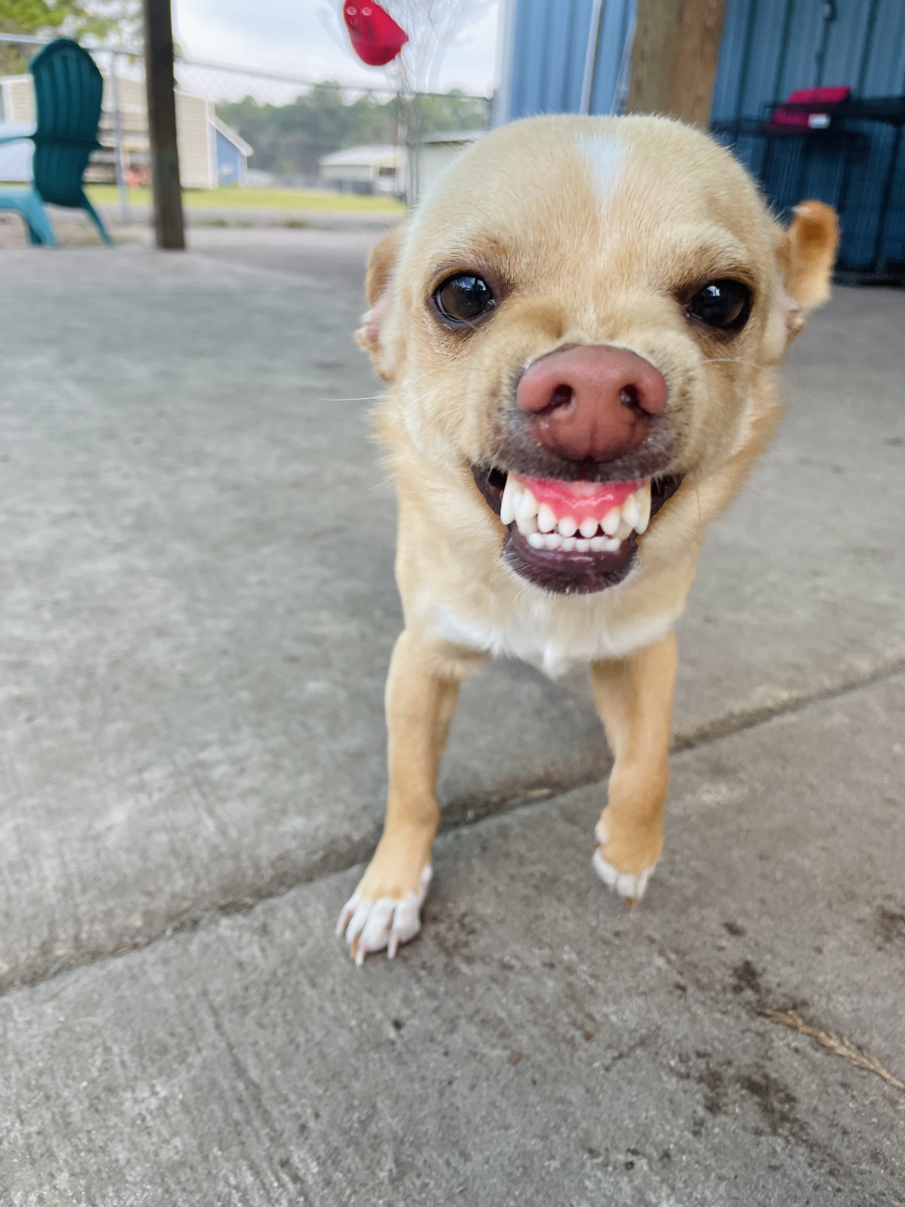 Cheese