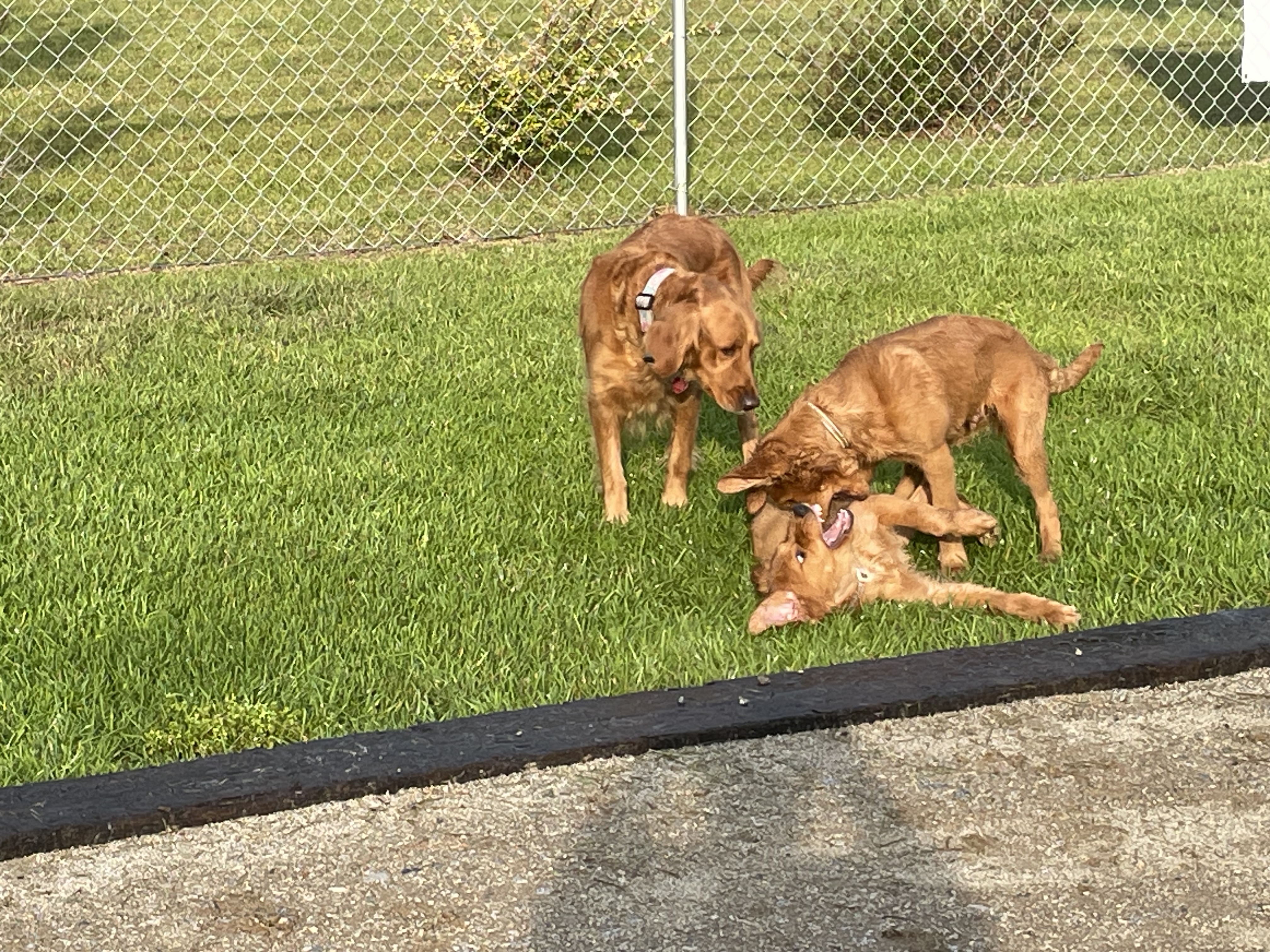 Jenny watching her babies playing. They just all happened to board at the same time.