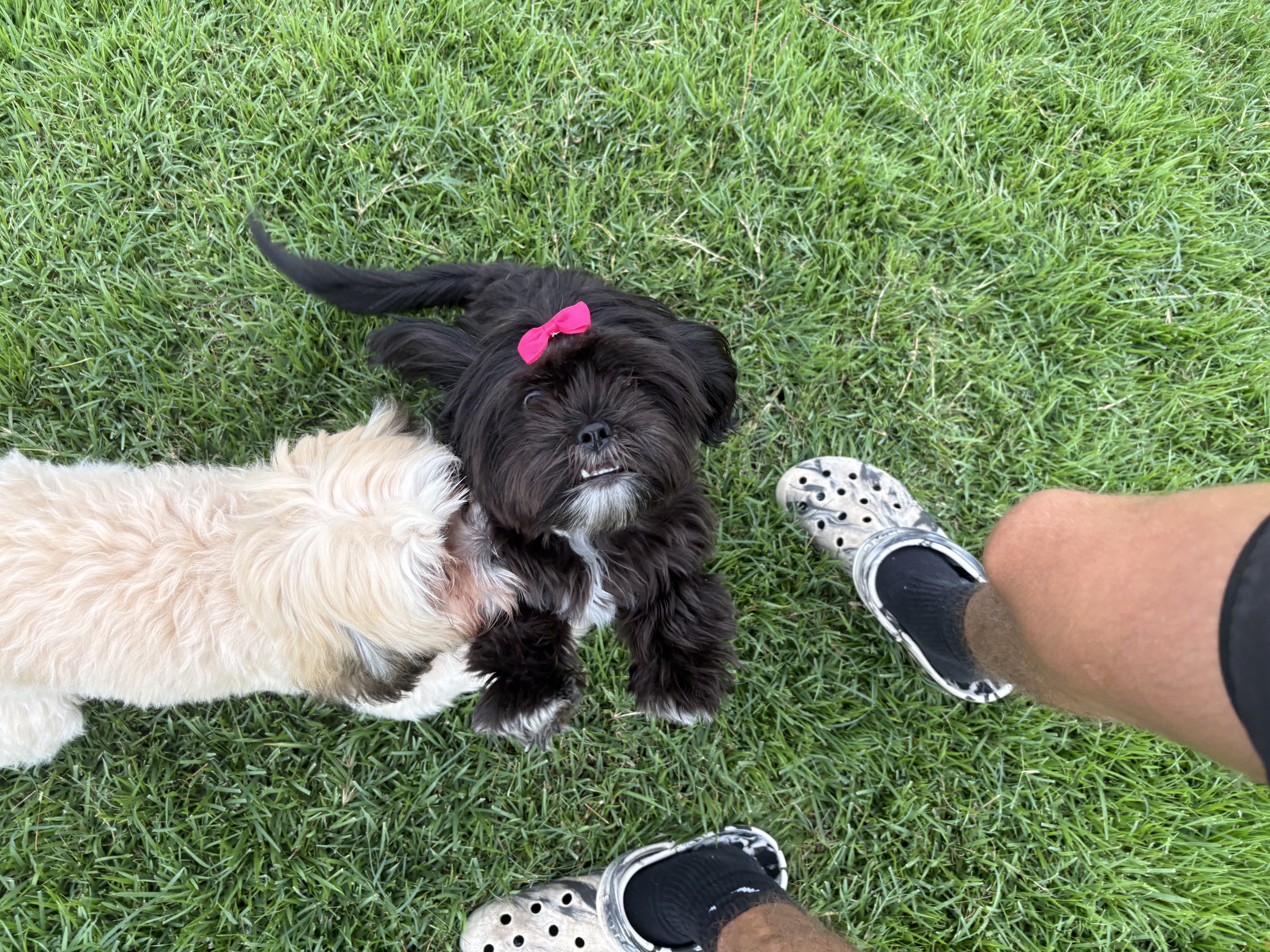 Roscoe and Pepper