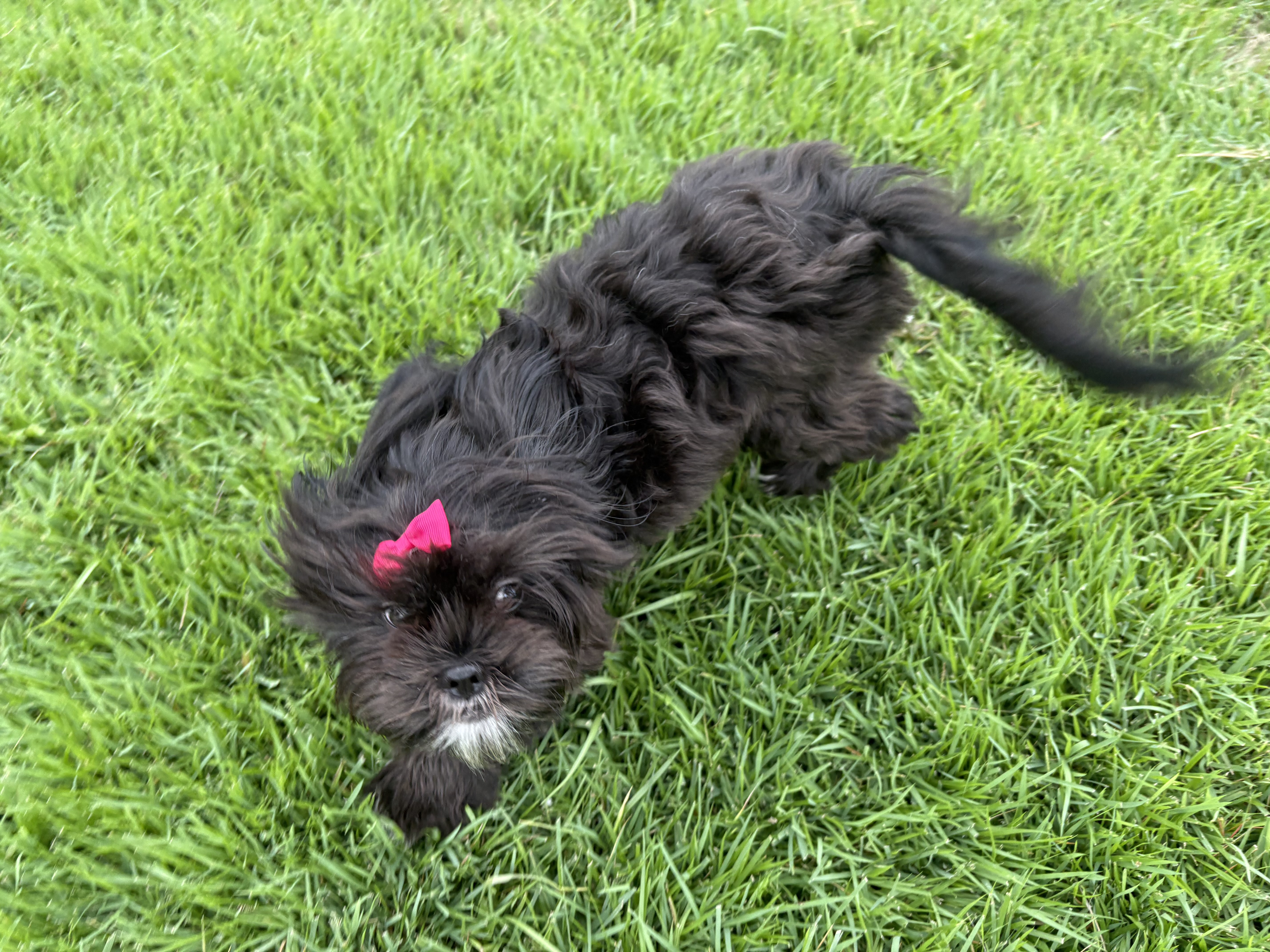 Pepper