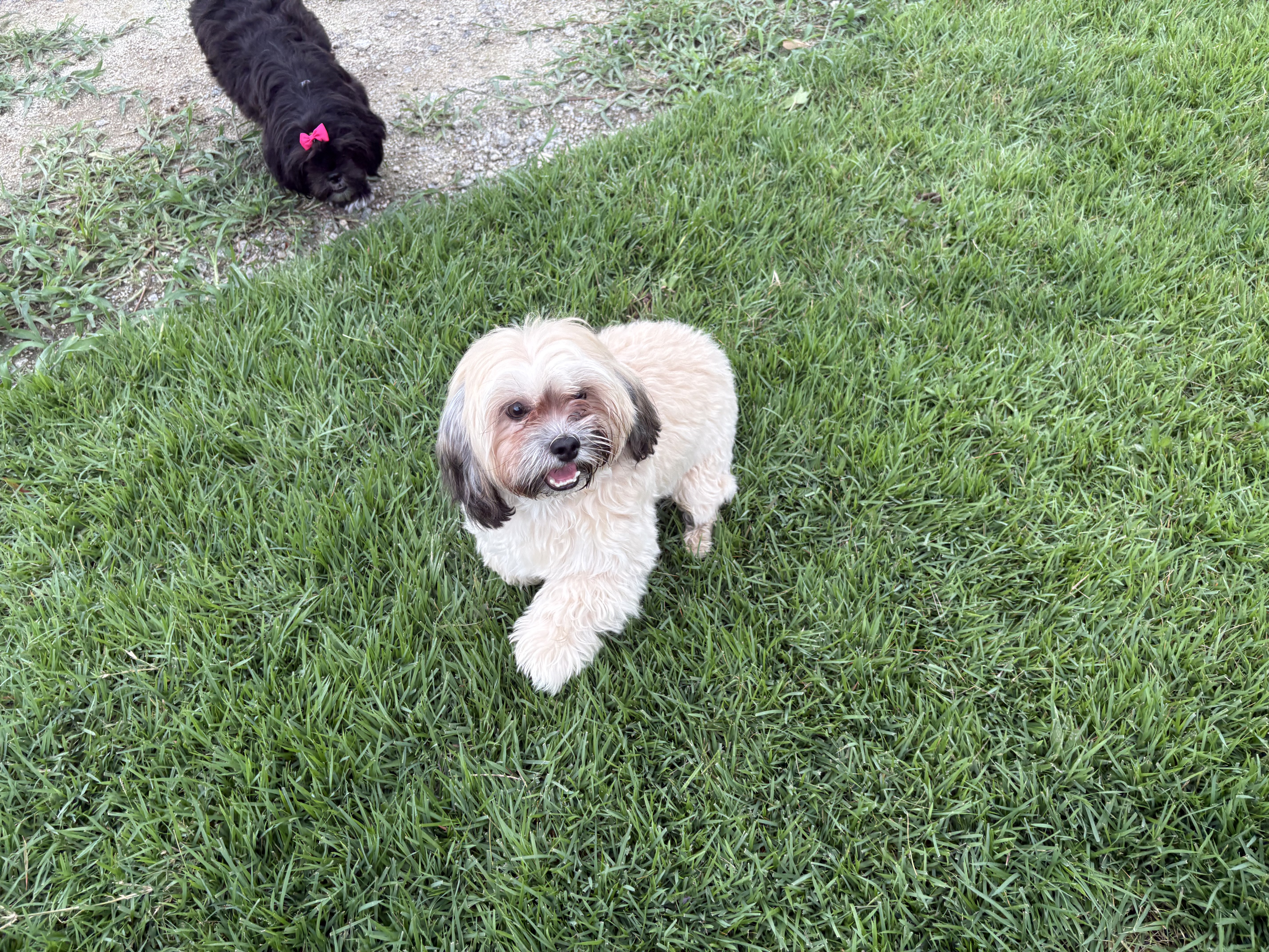 Roscoe