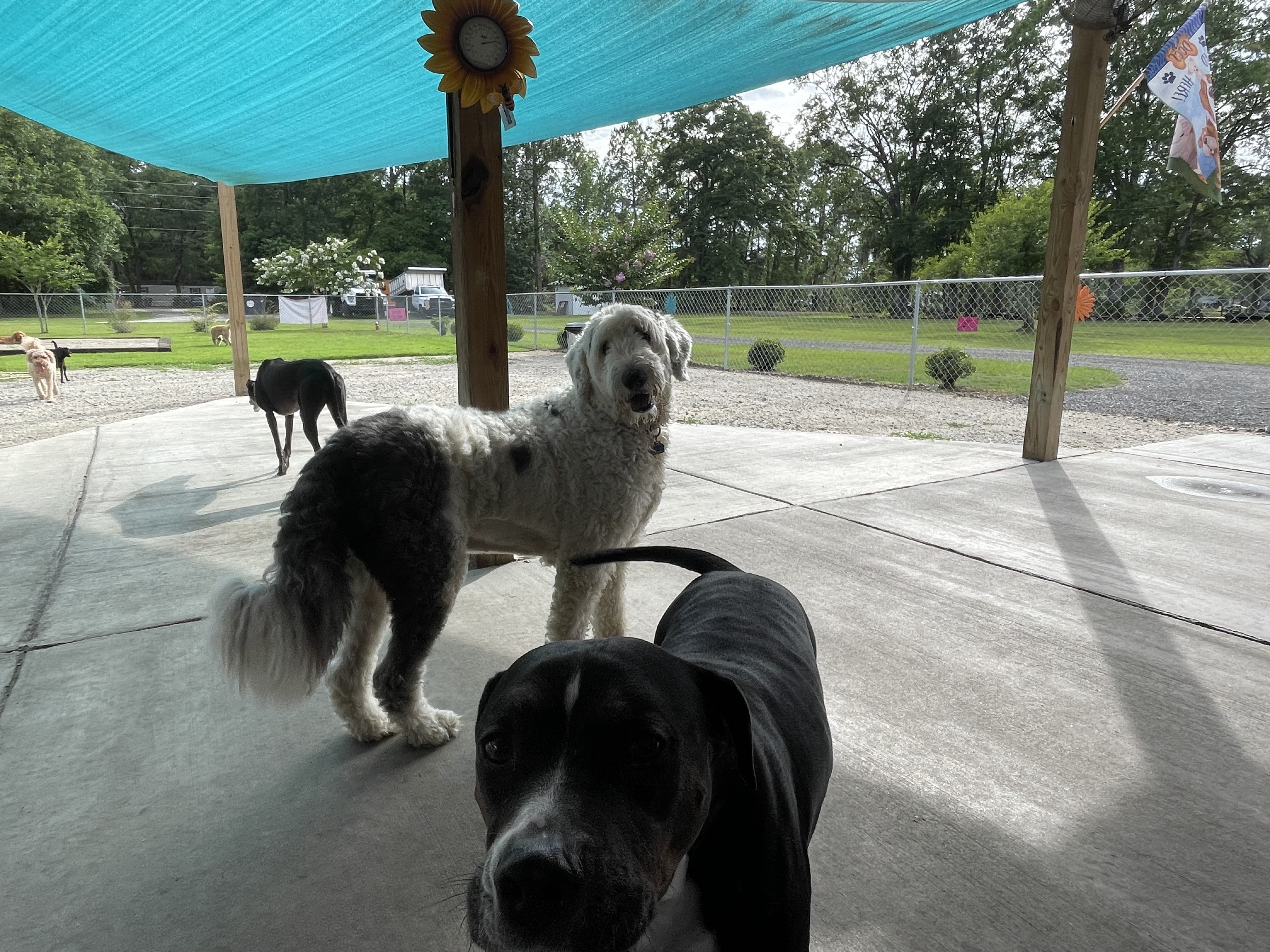 Archie and Chino