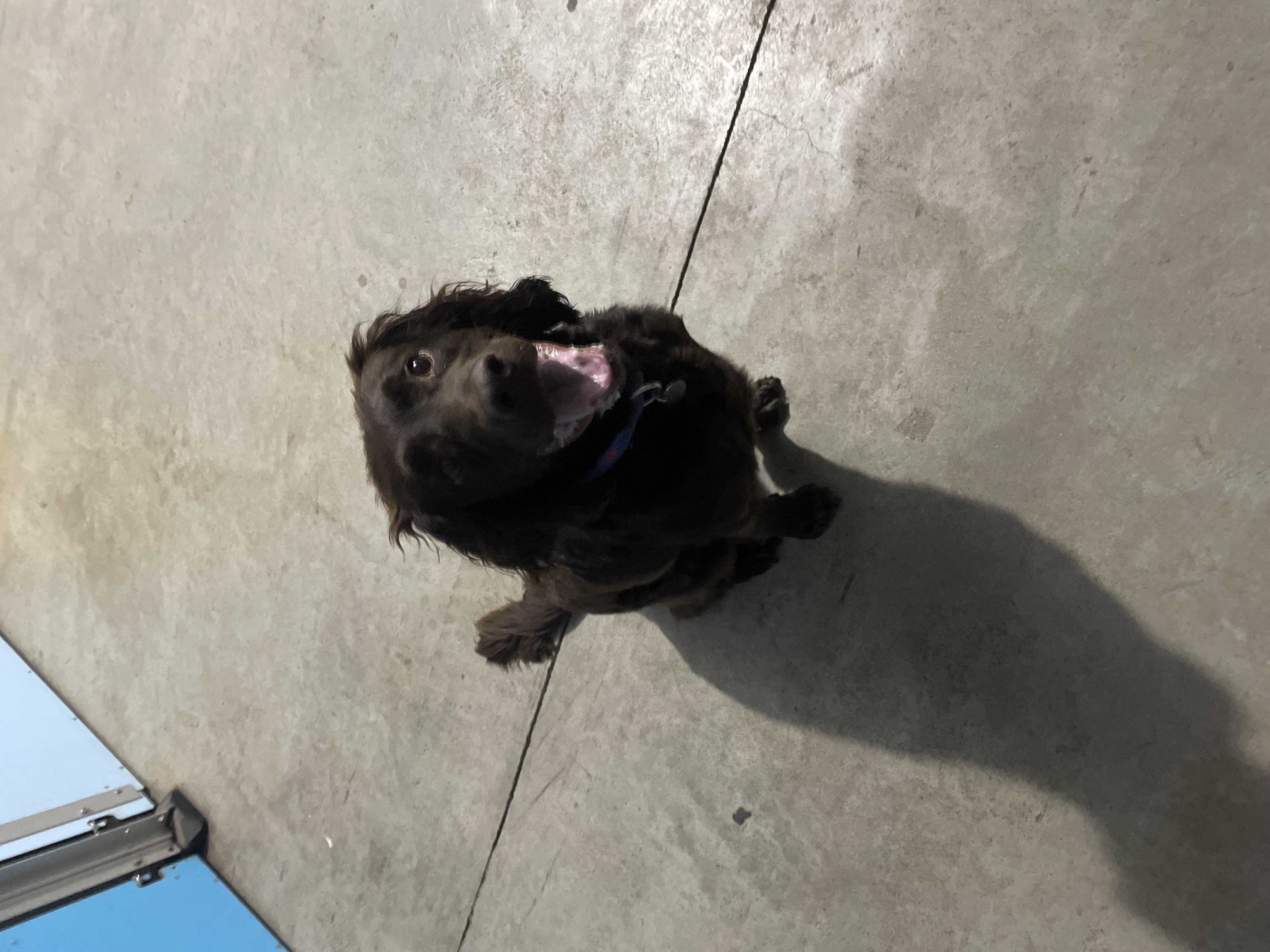 Mr. Toby