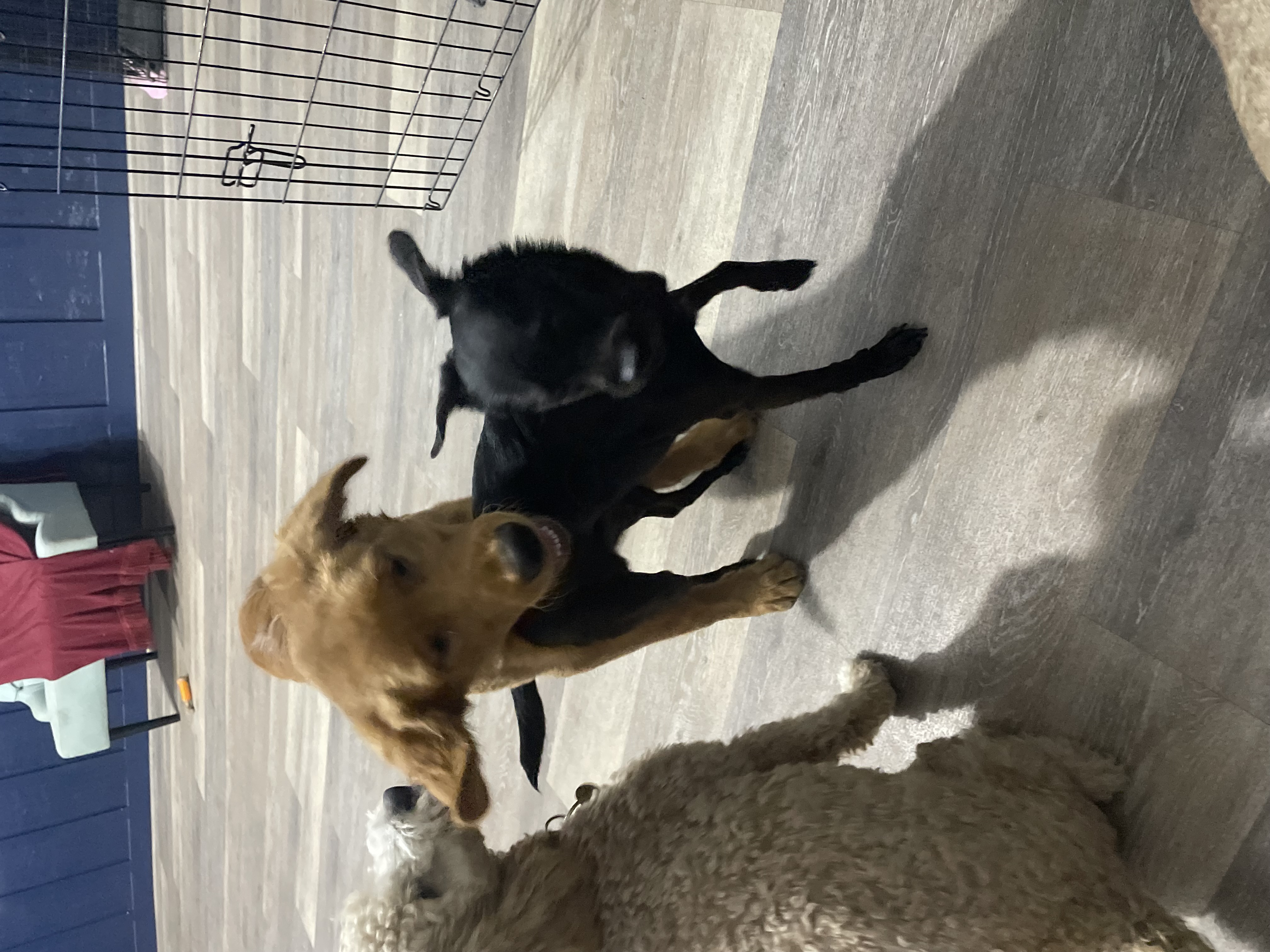Bruno and his buddy George