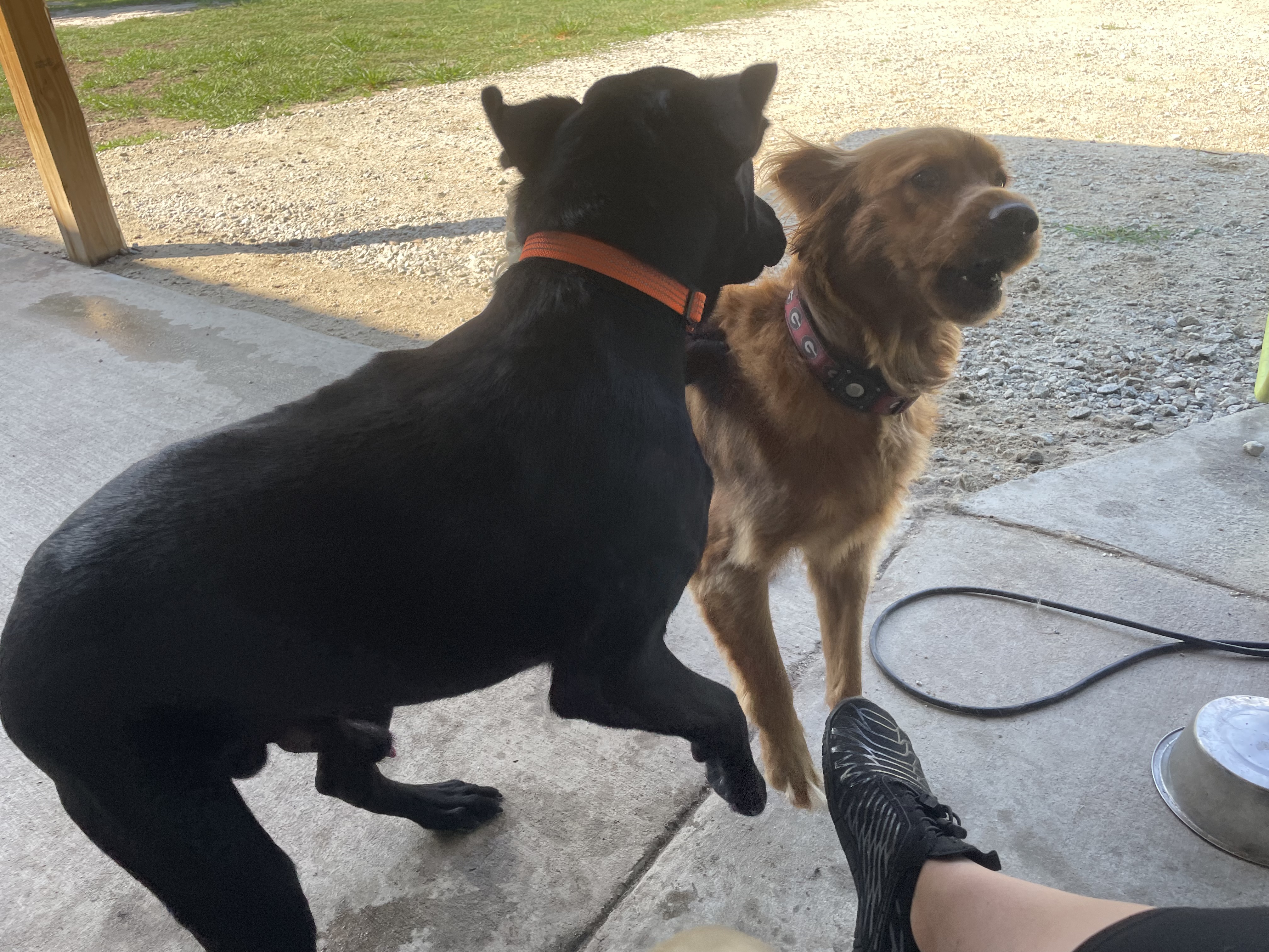 Kirby and Duke