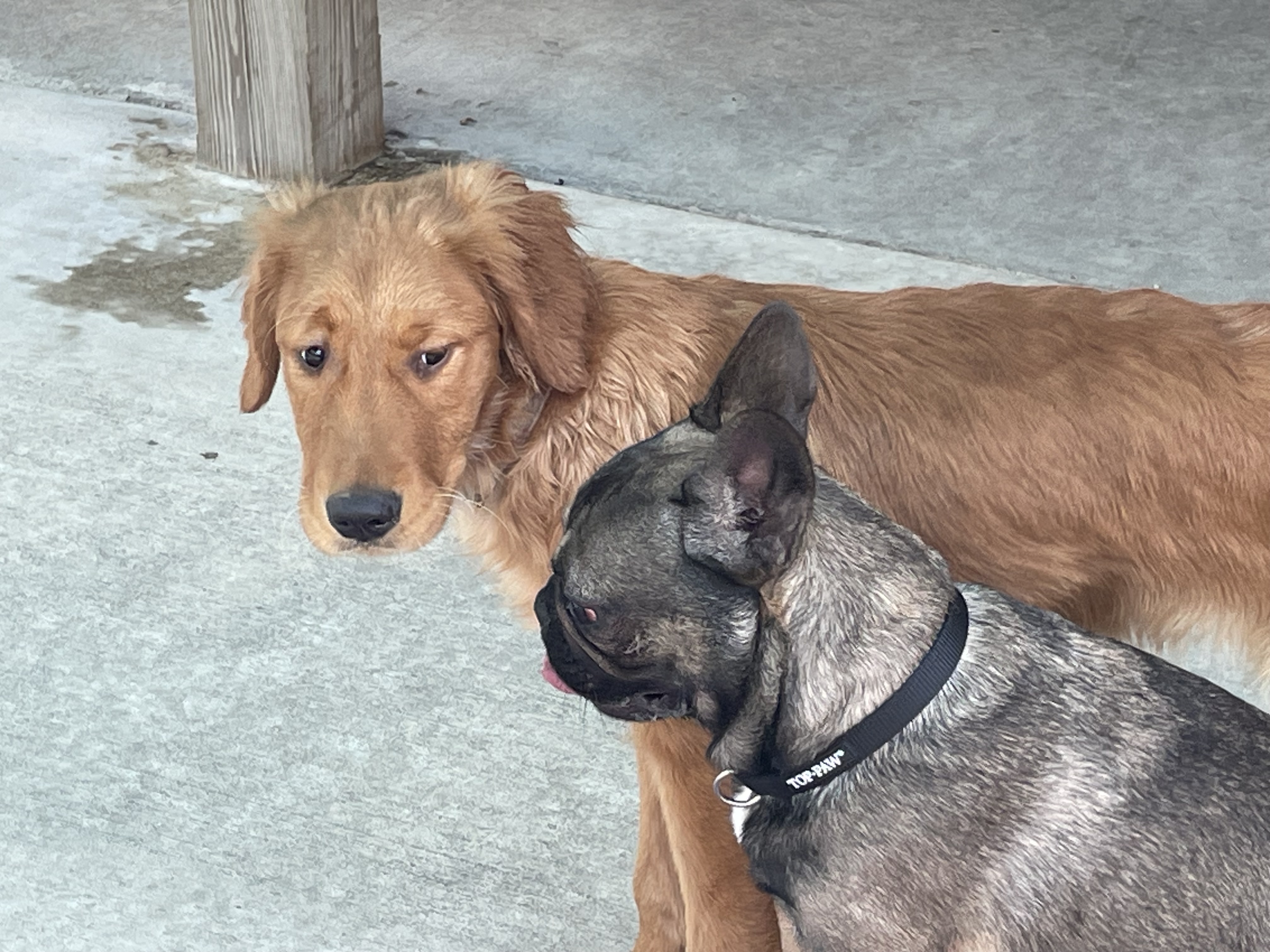 Onyx and lily