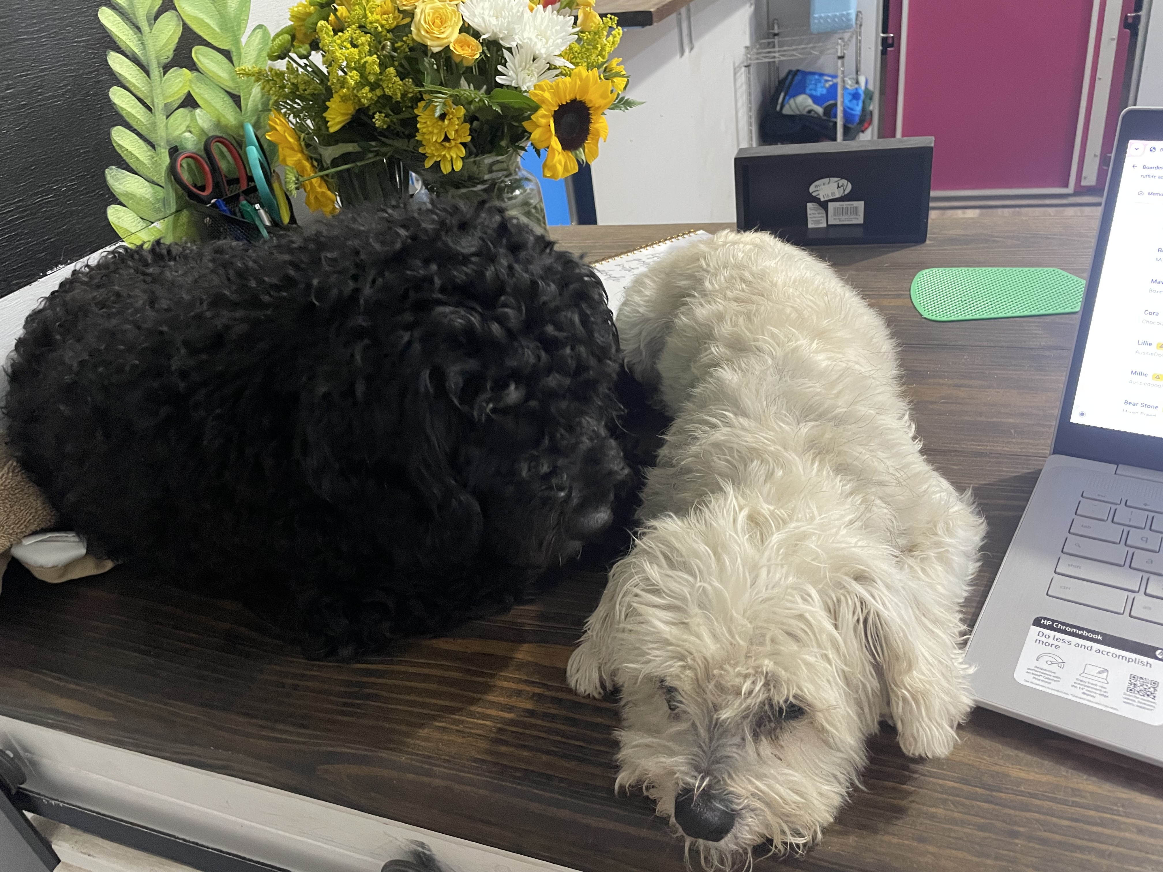 Helping me work