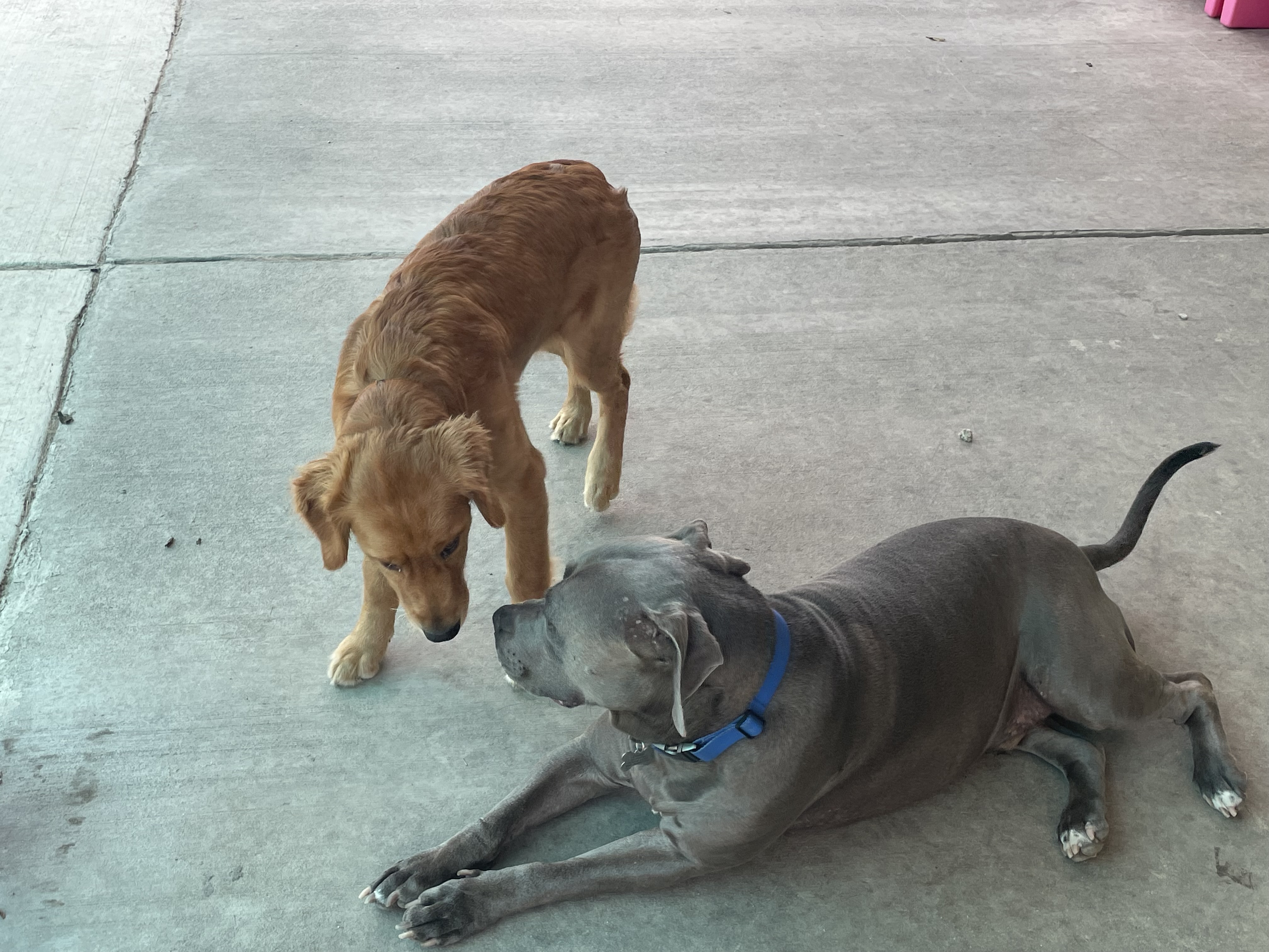 Dooley and Marley