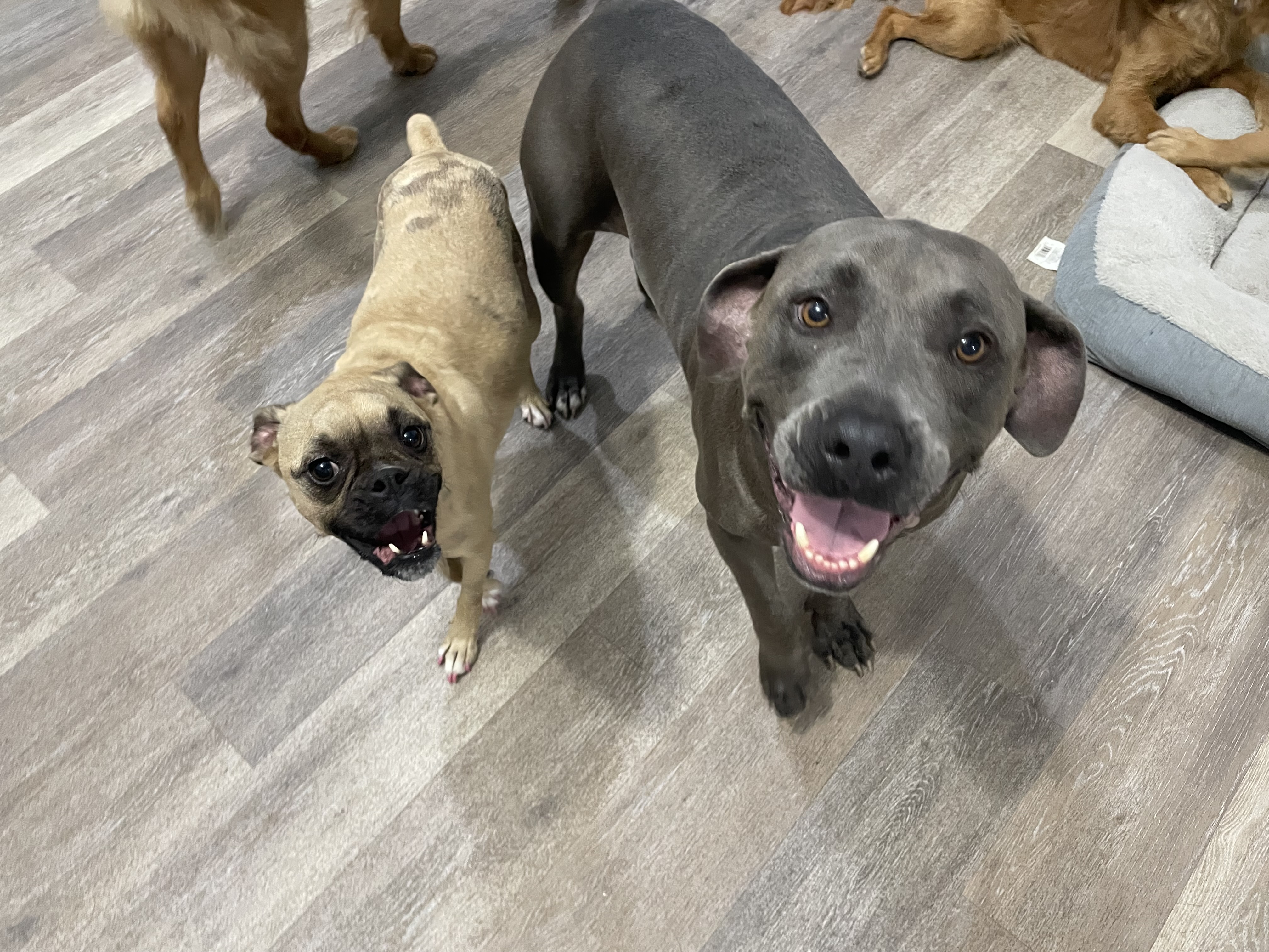 Millie and Dooley