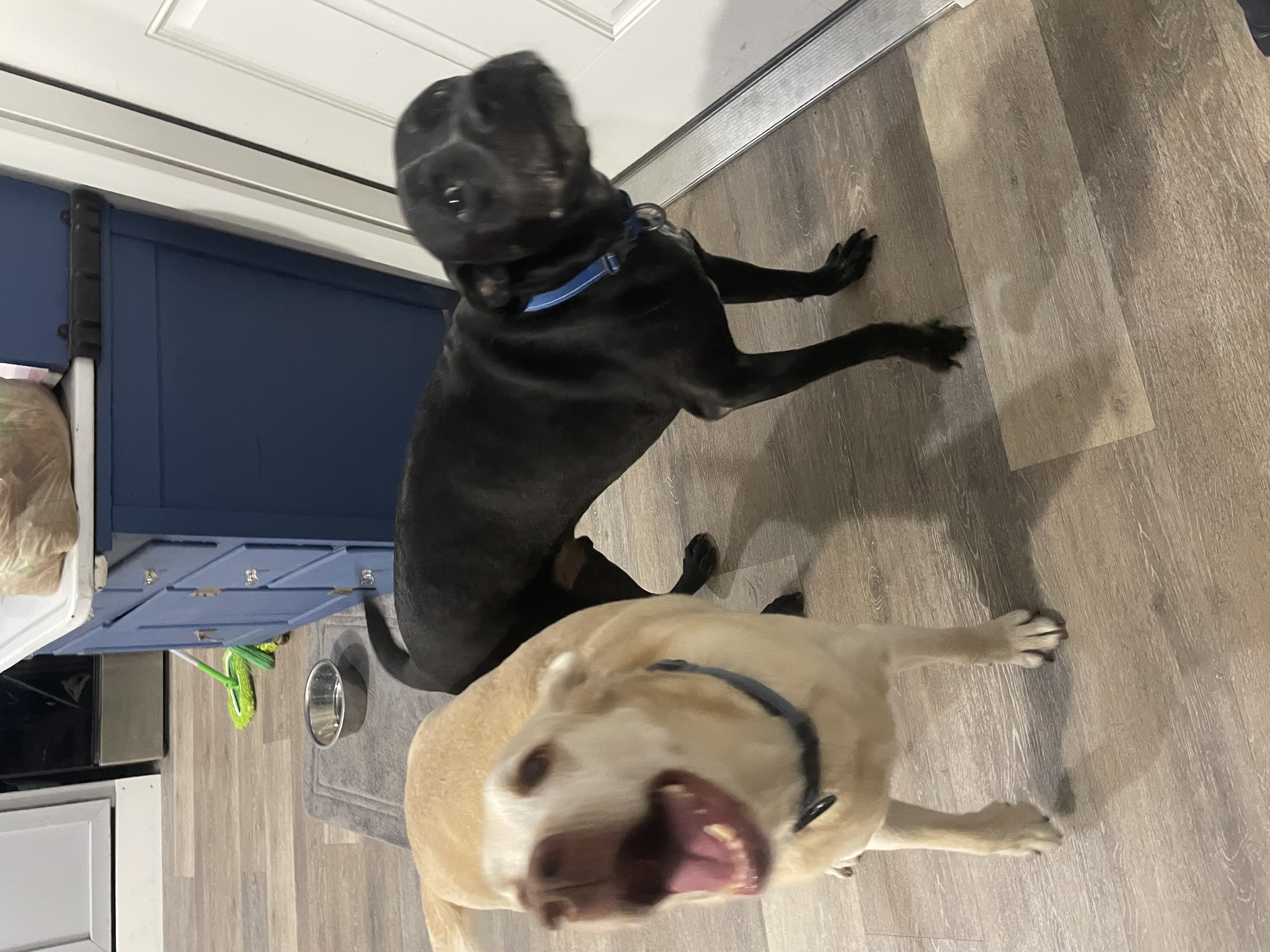 Hank and Otis