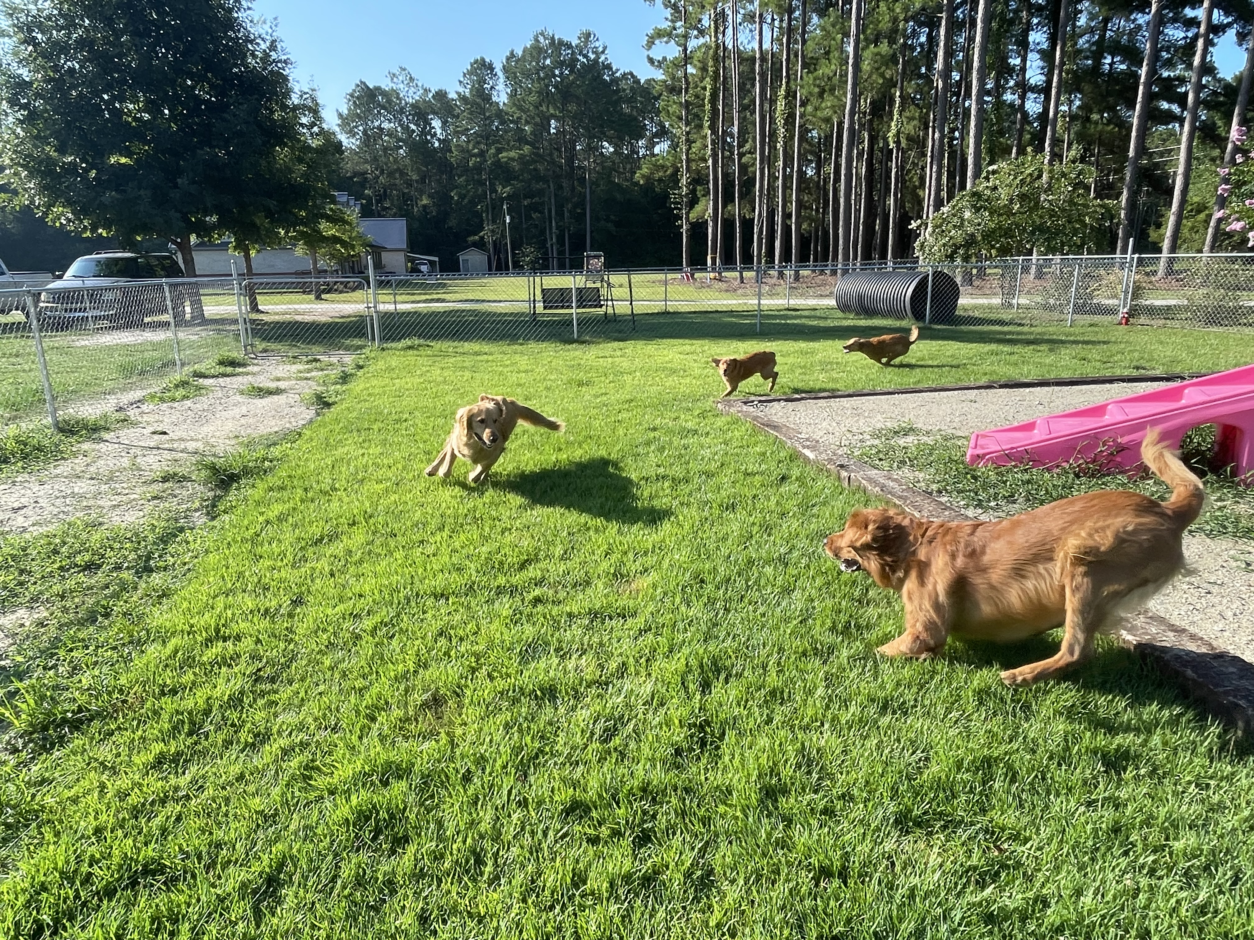 Zoomies