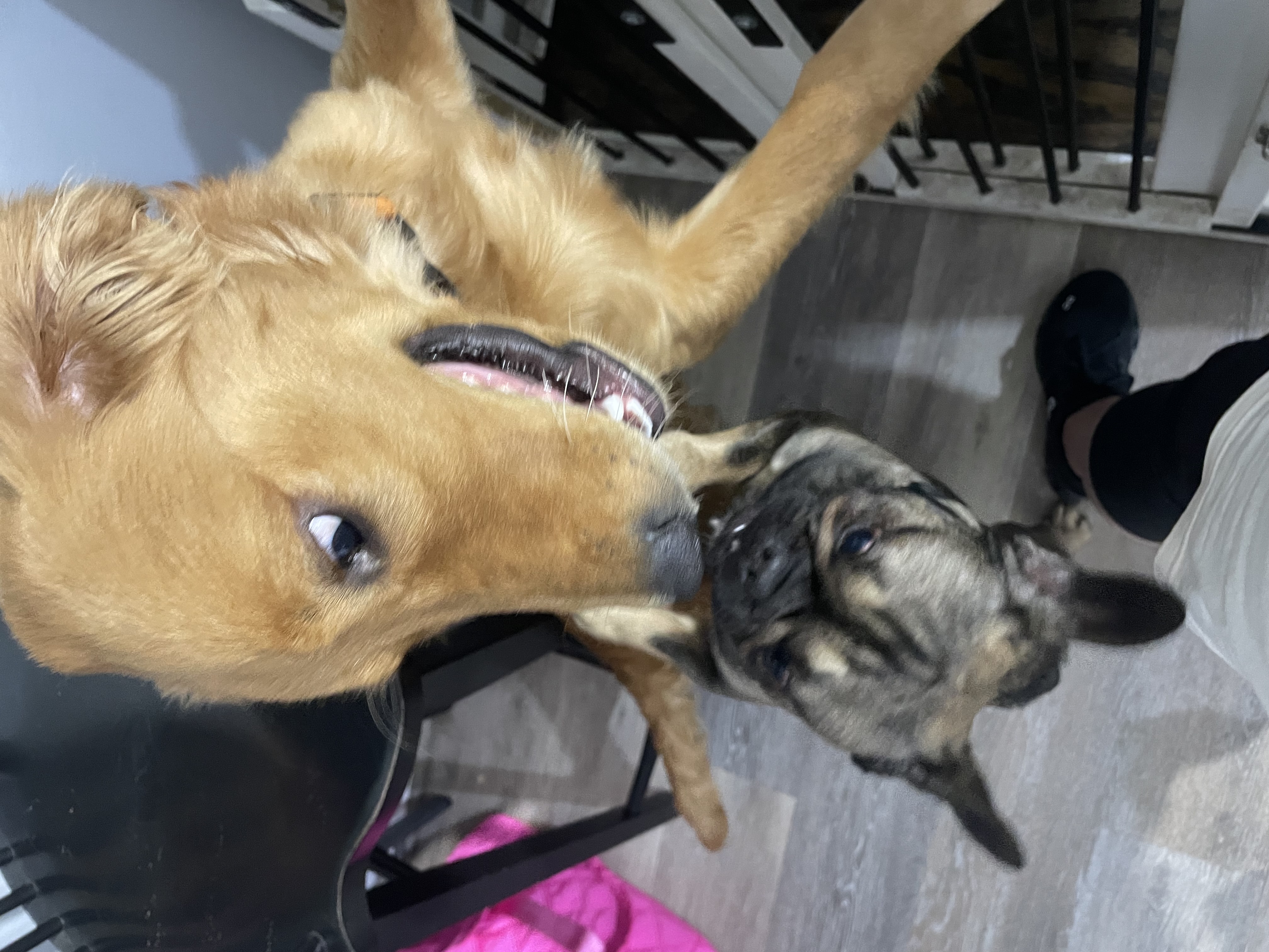 Reese and onyx