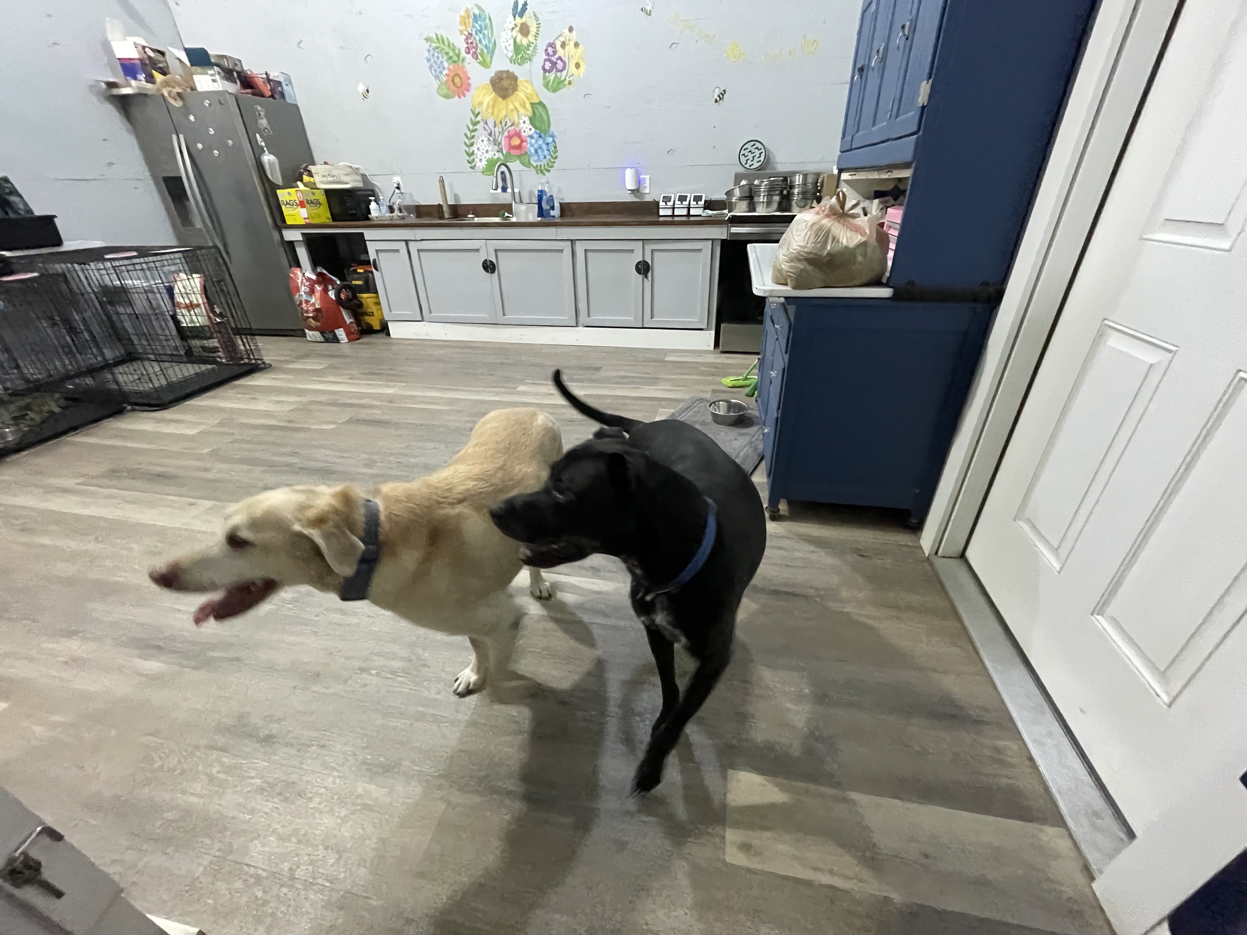 Hank and Otis