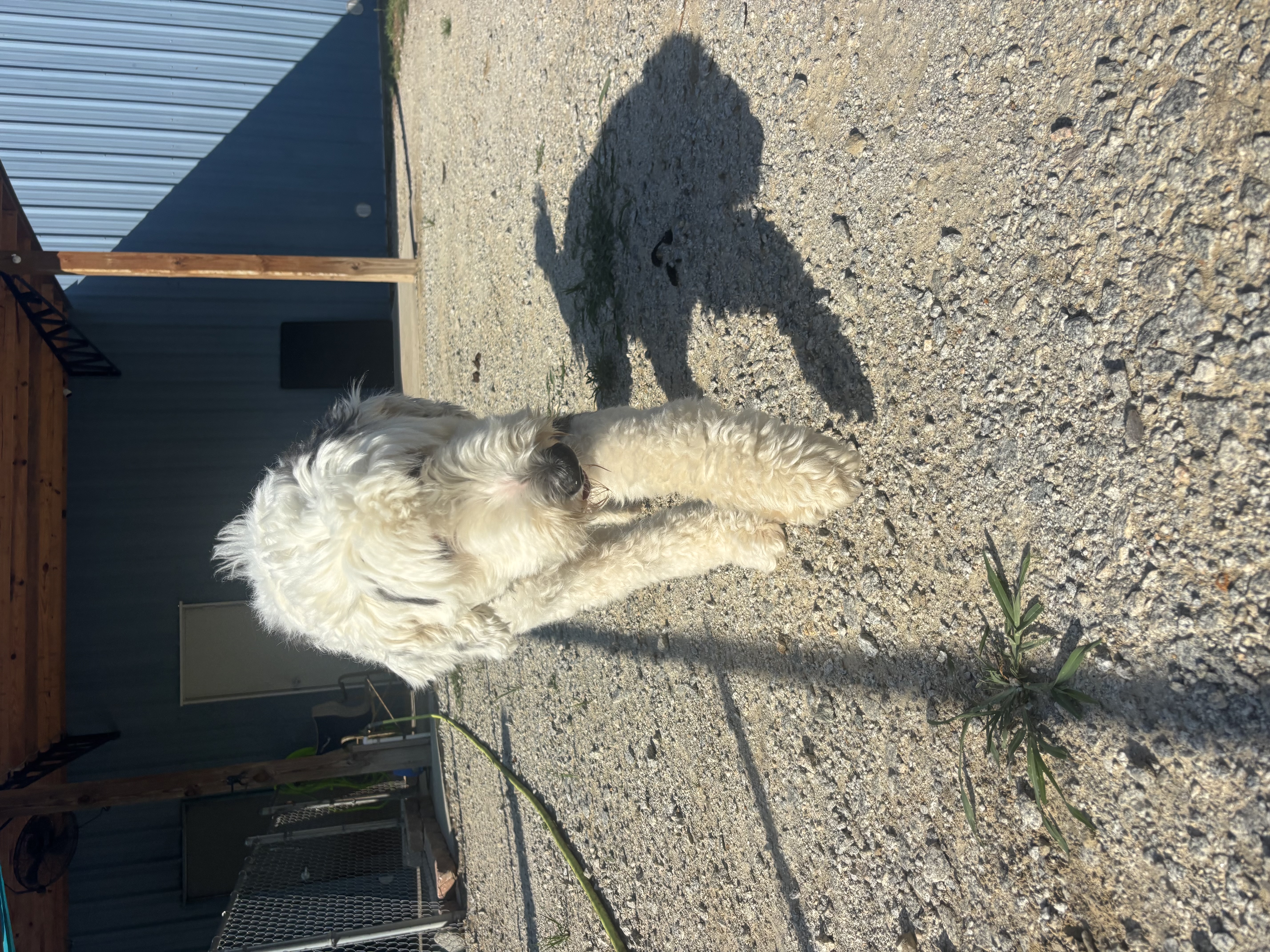 Archie