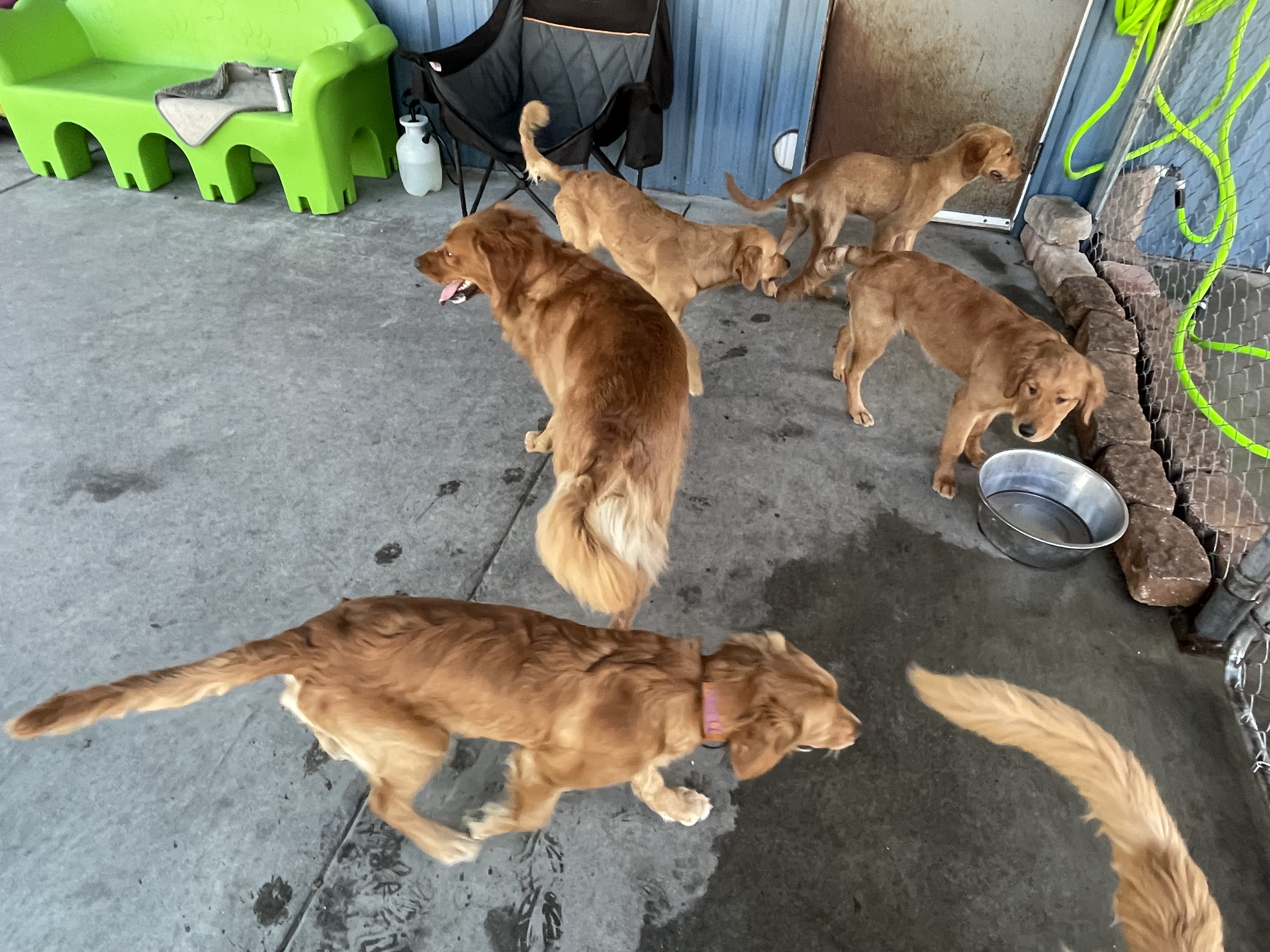 Golden Daycare Days
